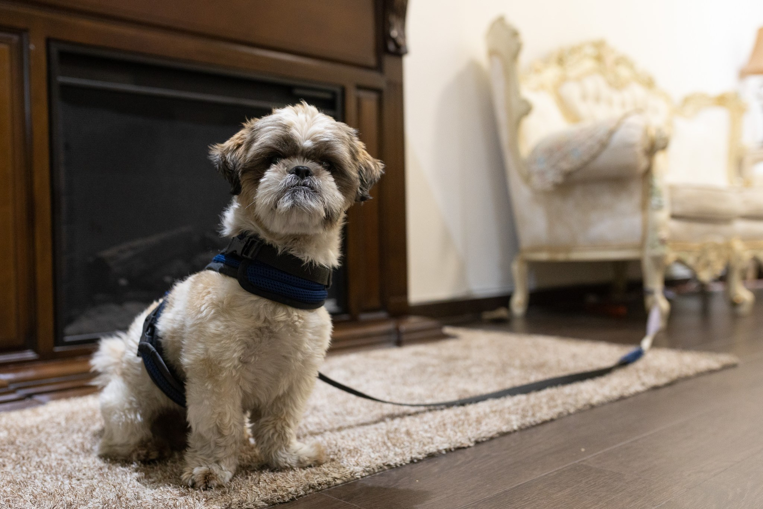 Arreglo o Getting Ready