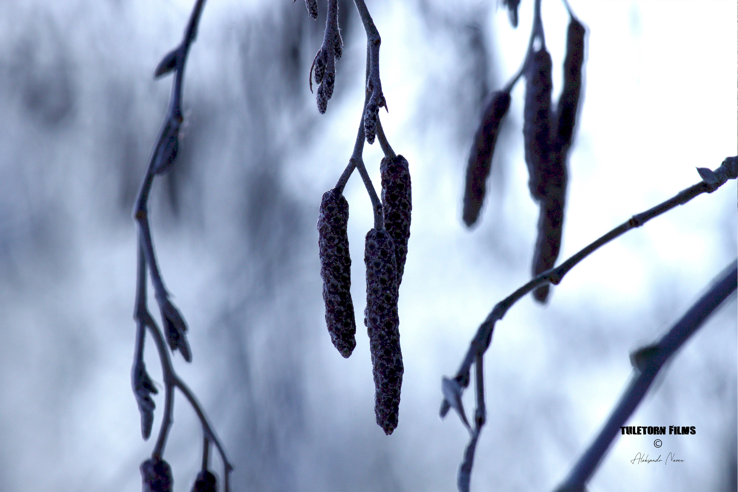 NATURE. Tuletorn Films | Film production company | Estonia