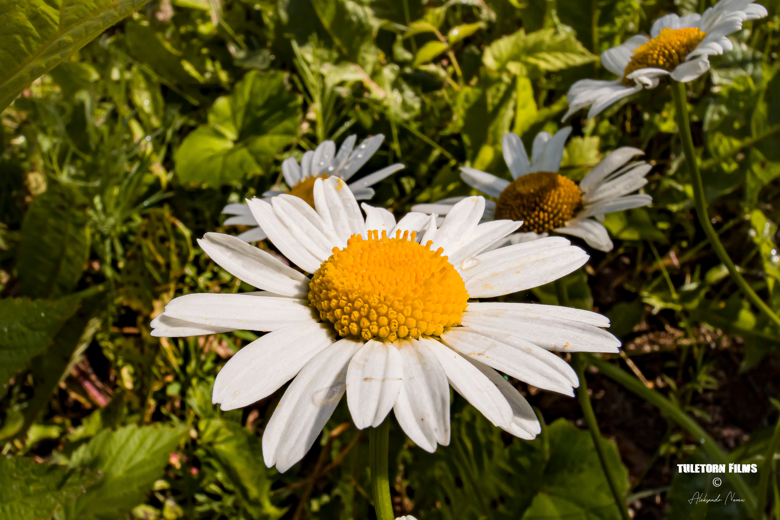 NATURE. Tuletorn Films | Film production company | Estonia