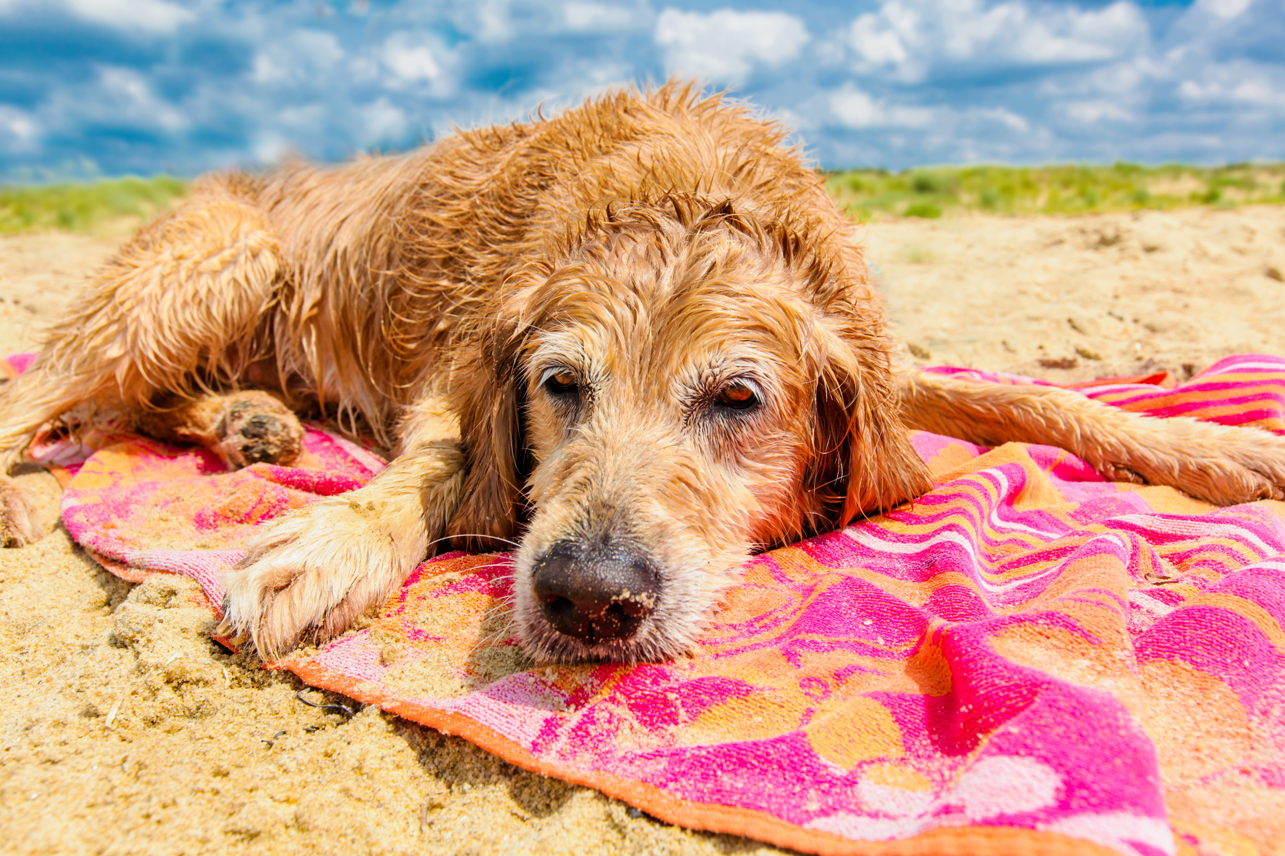 DOGS and their HUMANS. Photographer and videographer in Tel Aviv Mary Pann