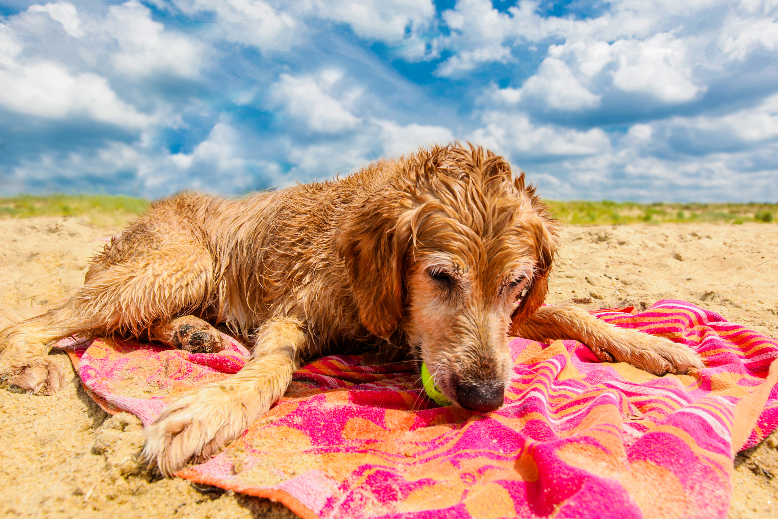 DOGS and their HUMANS. Photographer and videographer in Tel Aviv Mary Pann