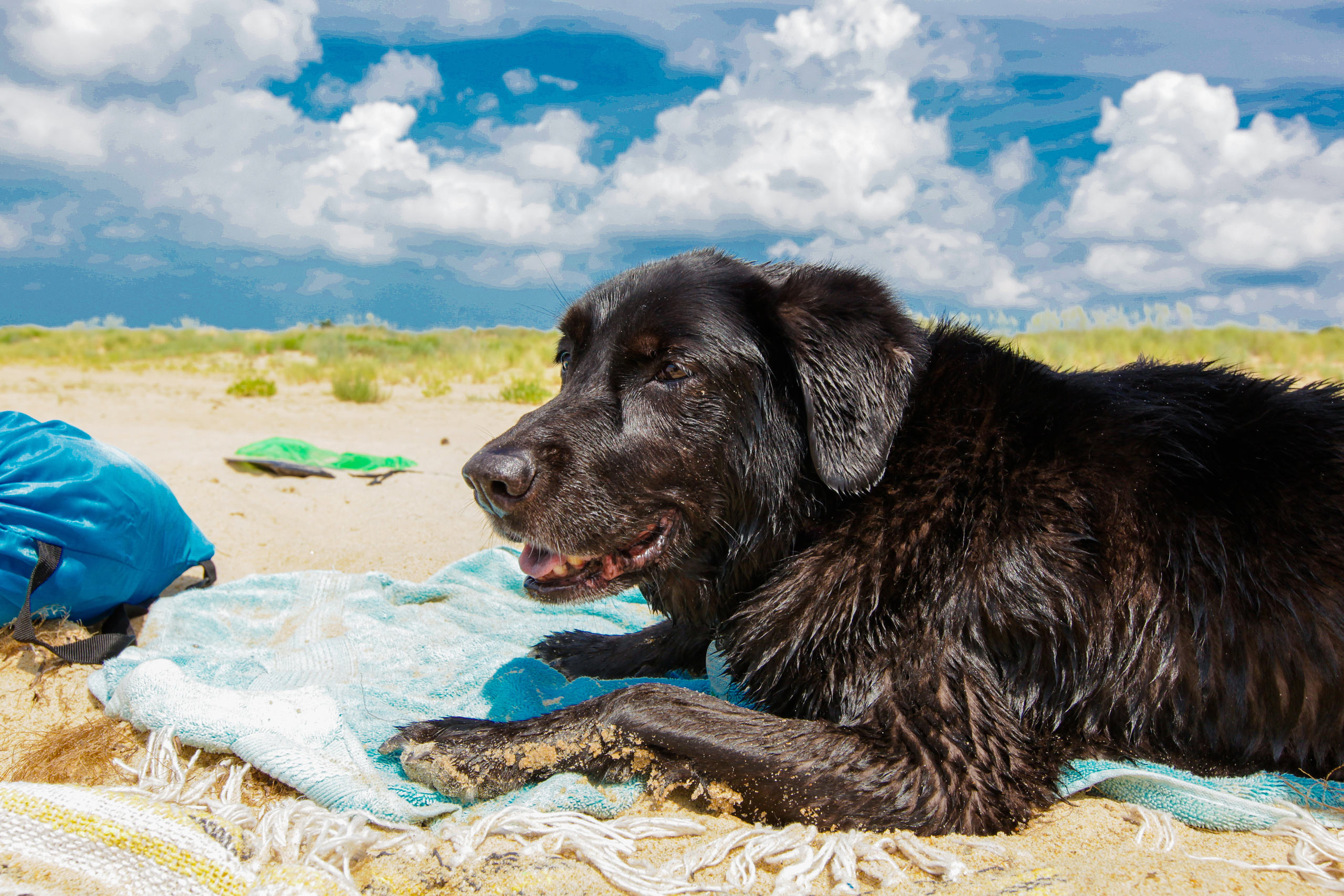 DOGS and their HUMANS. Photographer and videographer in Tel Aviv Mary Pann