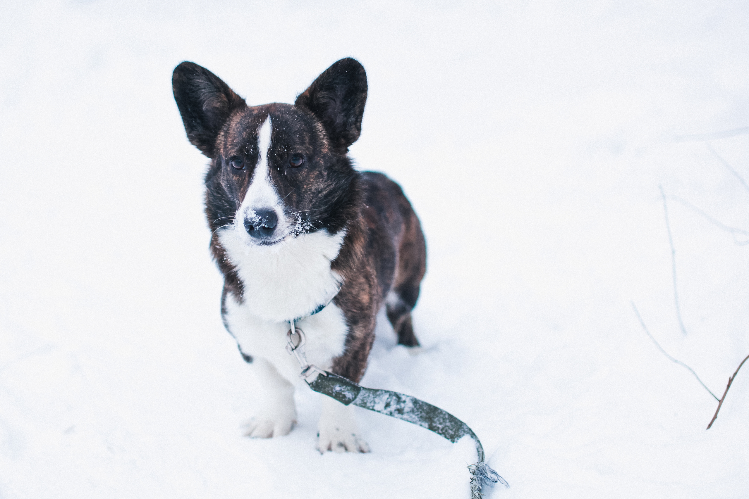 DOGS and their HUMANS. Photographer and videographer in Tel Aviv Mary Pann