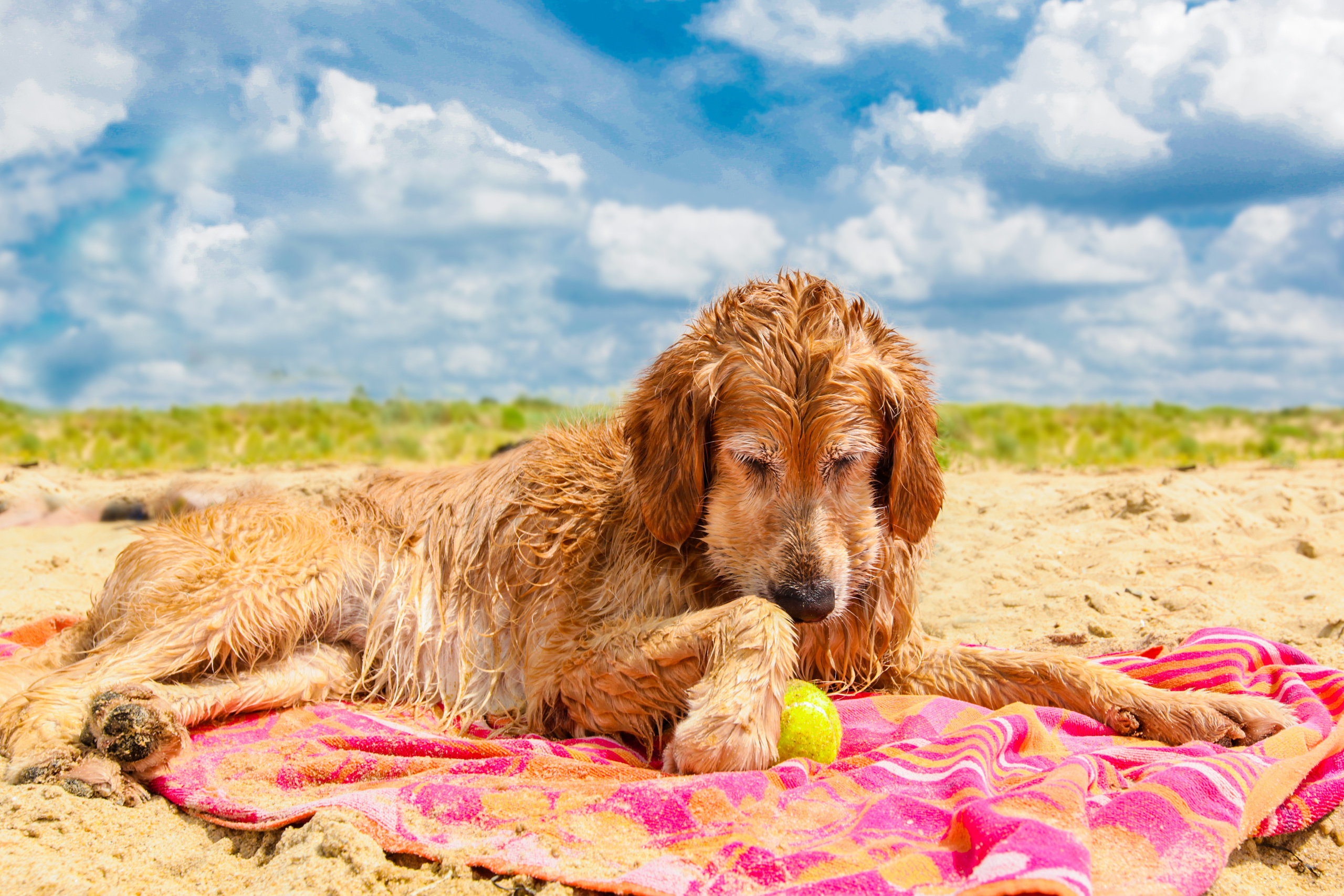 DOGS and their HUMANS. Photographer and videographer in Tel Aviv Mary Pann