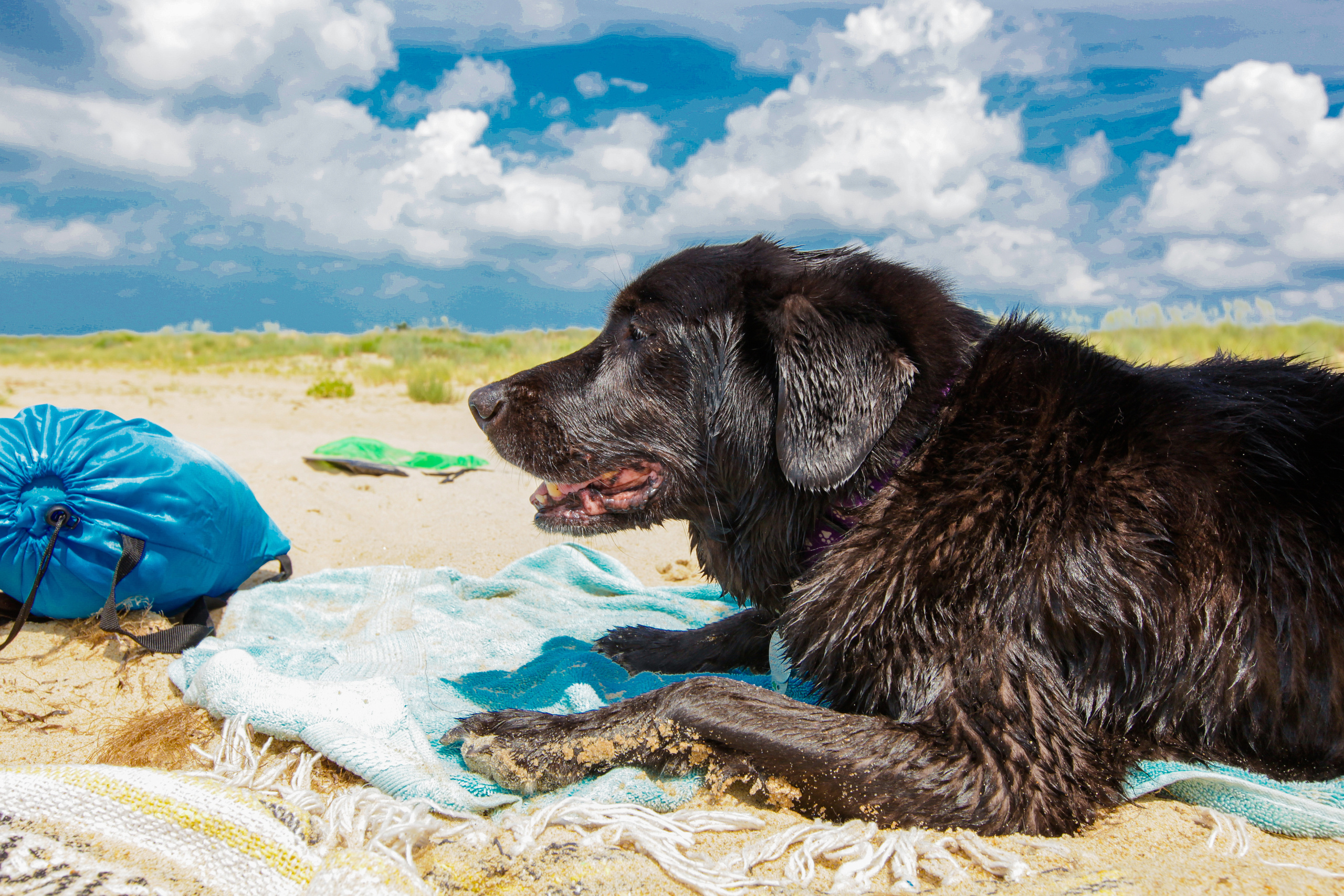 DOGS and their HUMANS. Photographer and videographer in Tel Aviv Mary Pann