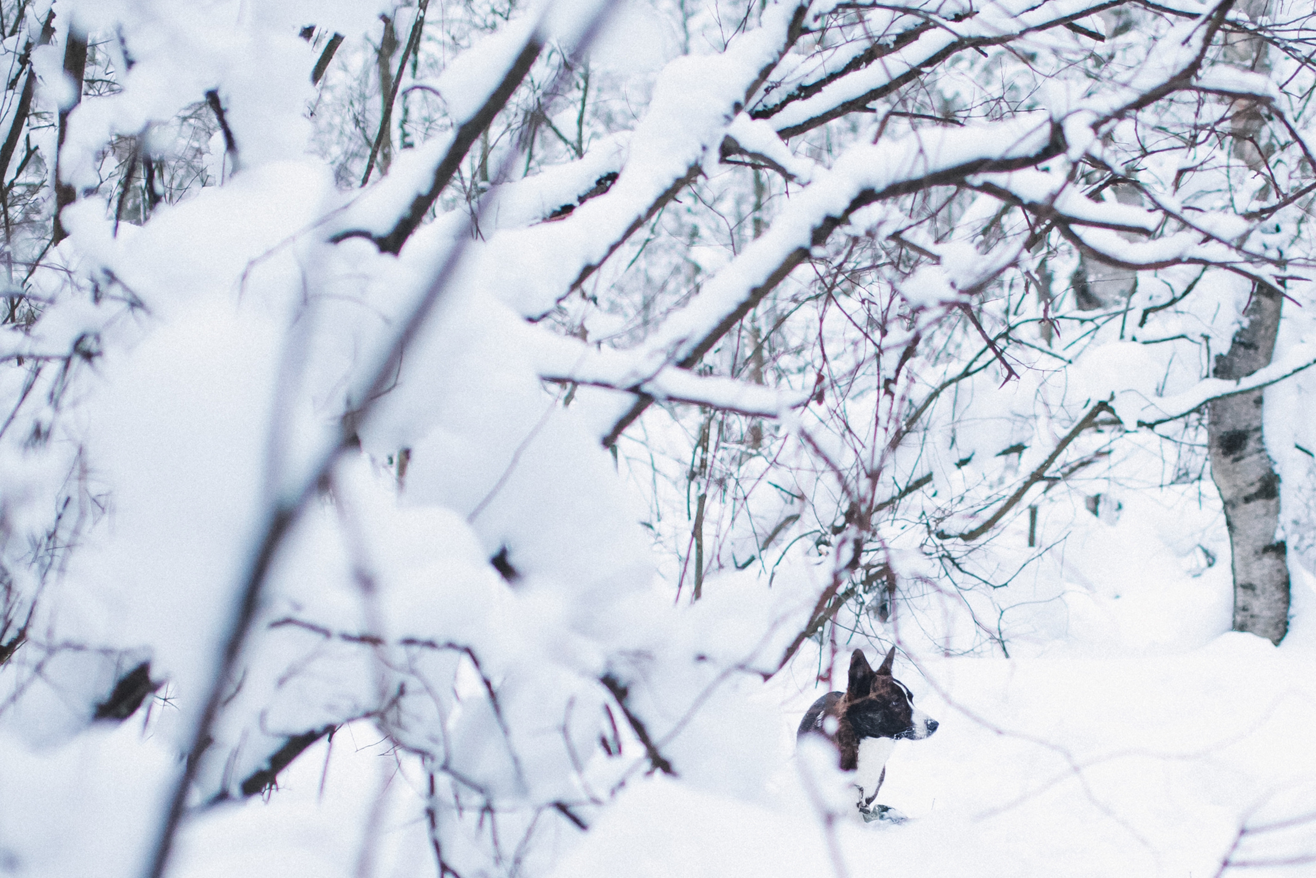 DOGS and their HUMANS. Photographer and videographer in Tel Aviv Mary Pann