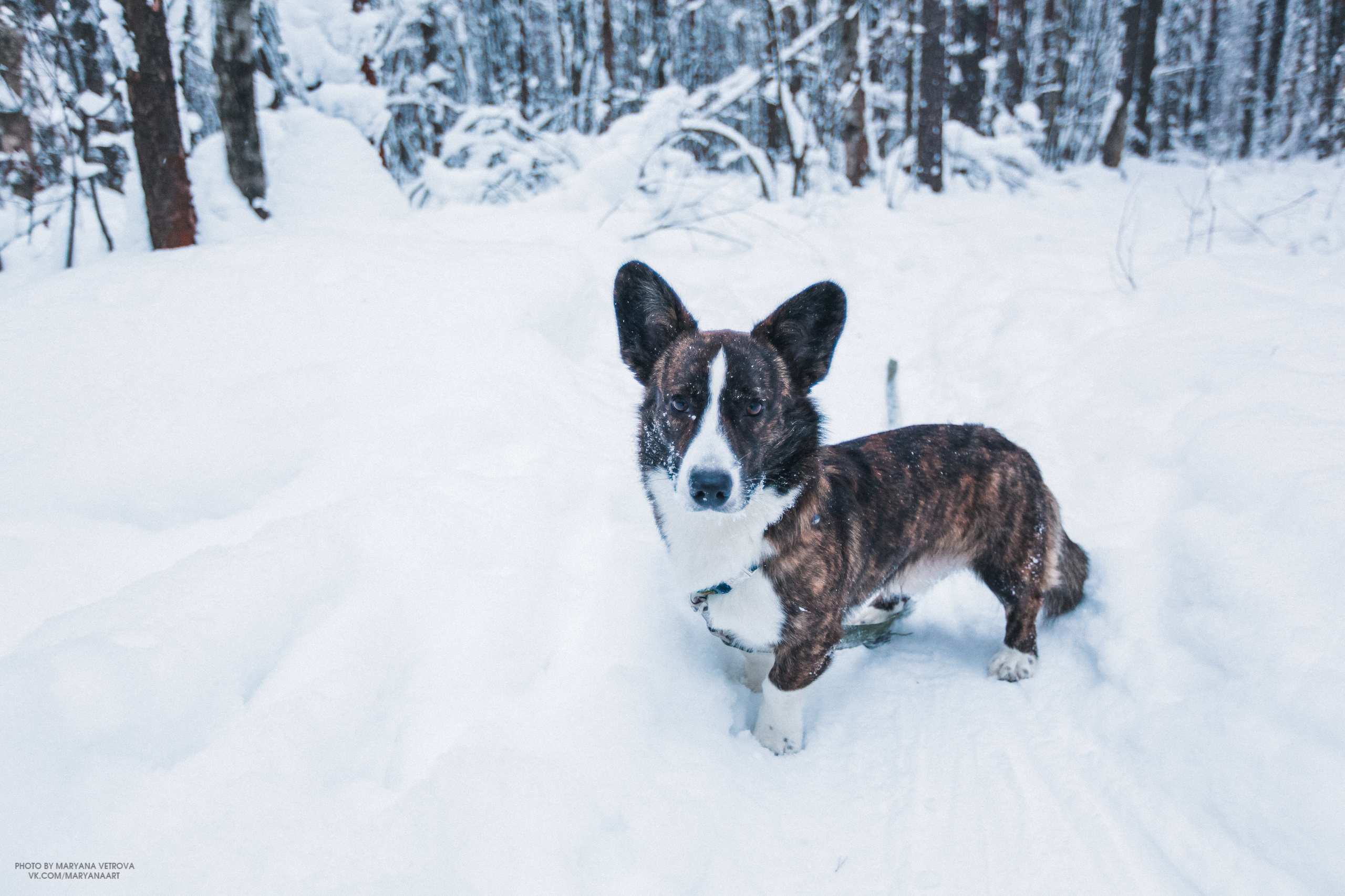 DOGS and their HUMANS. Photographer and videographer in Tel Aviv Mary Pann