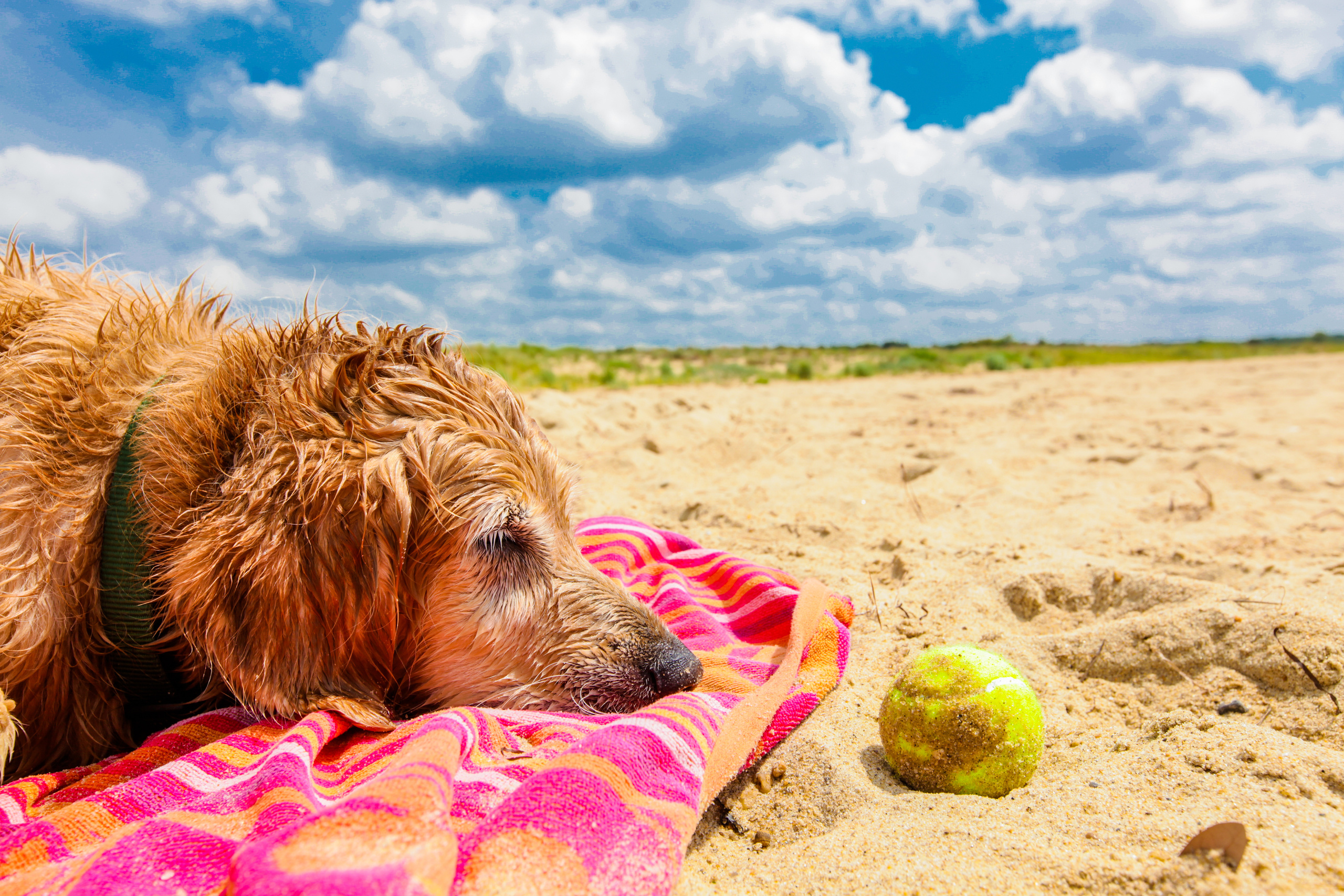 DOGS and their HUMANS. Photographer and videographer in Tel Aviv Mary Pann