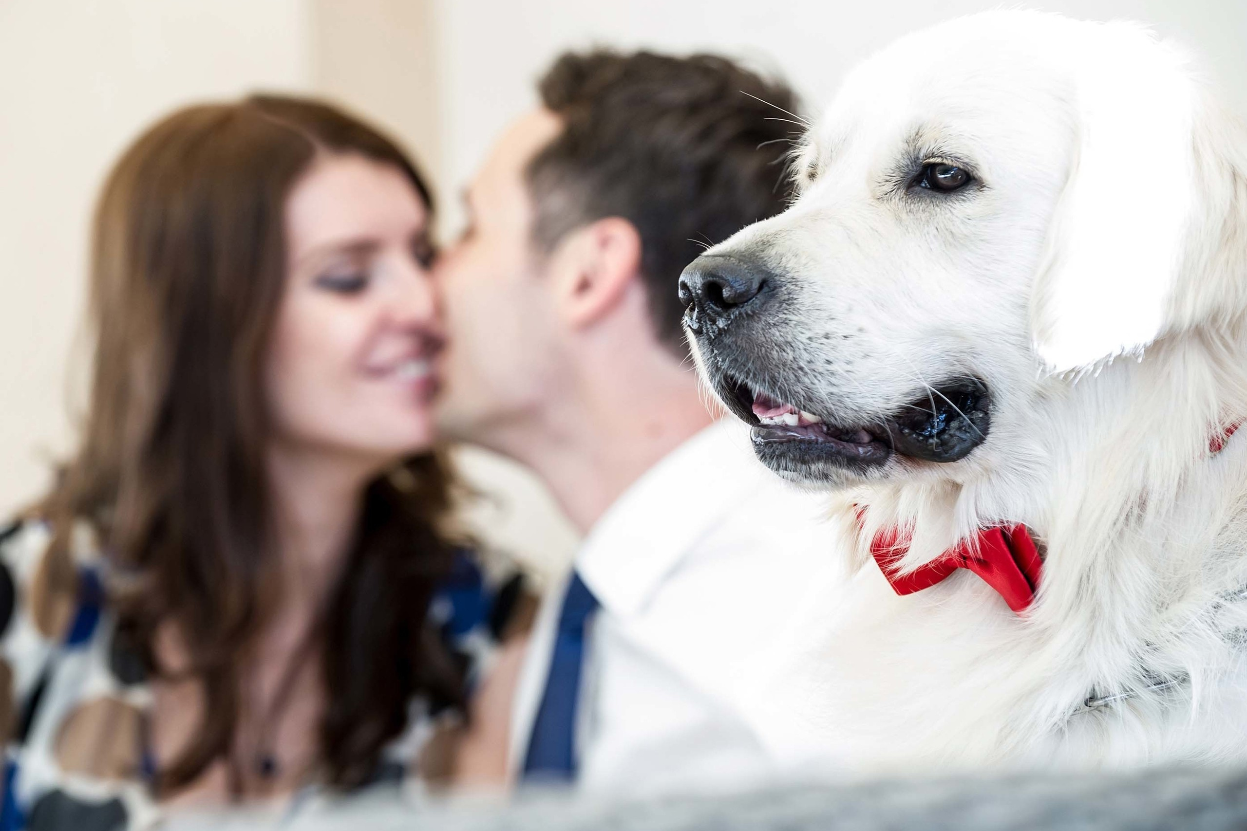 White dog with red bow tie in focus as couple shares a kiss in the background
