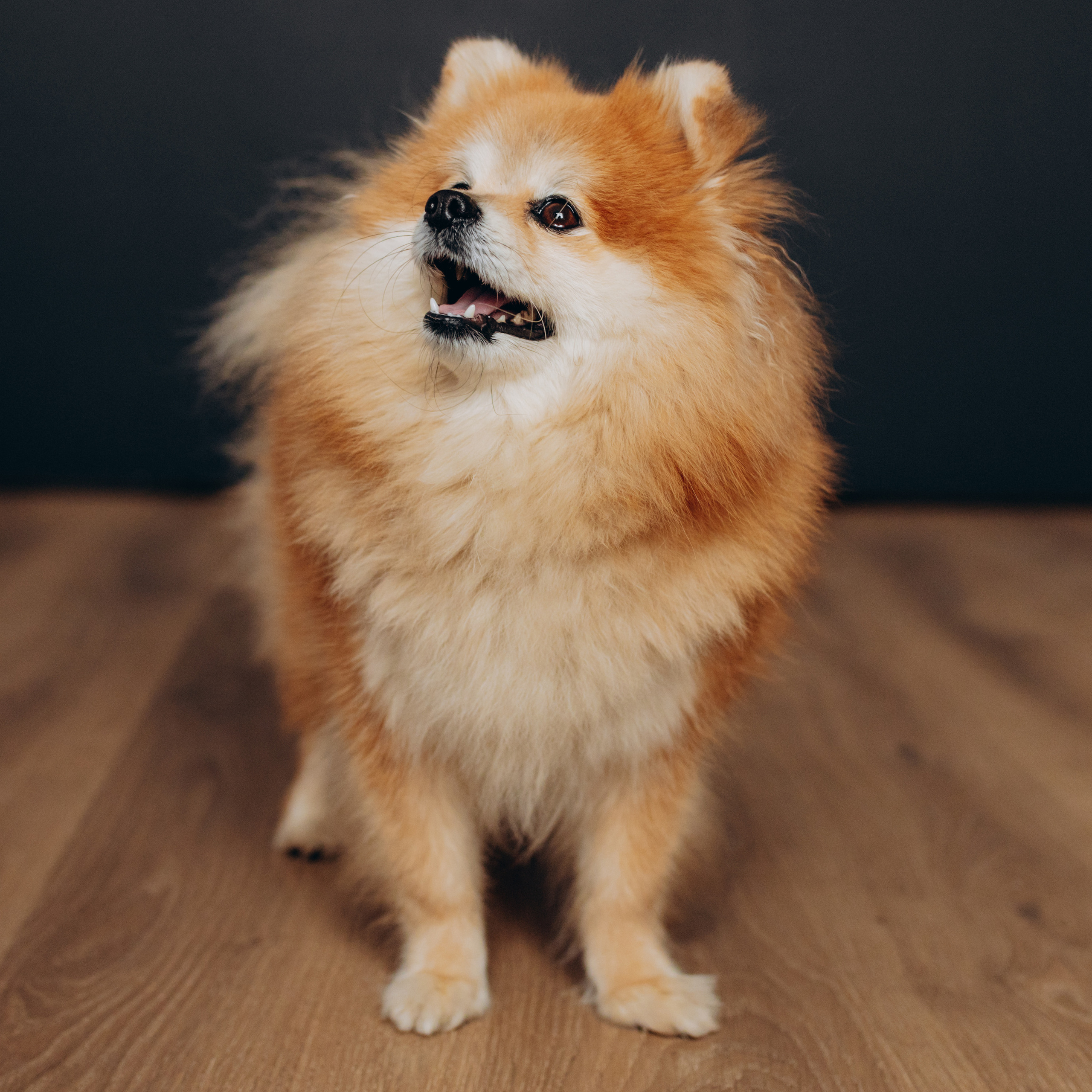 Відгуки. Весільний фотограф Іршава - Віталій Семак