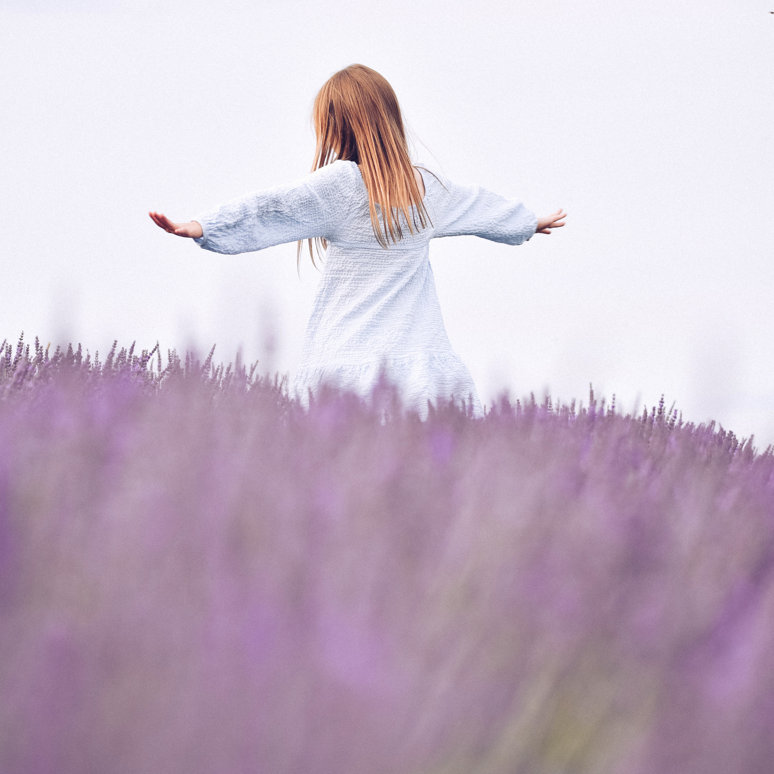 Lavender Farms, Ontario