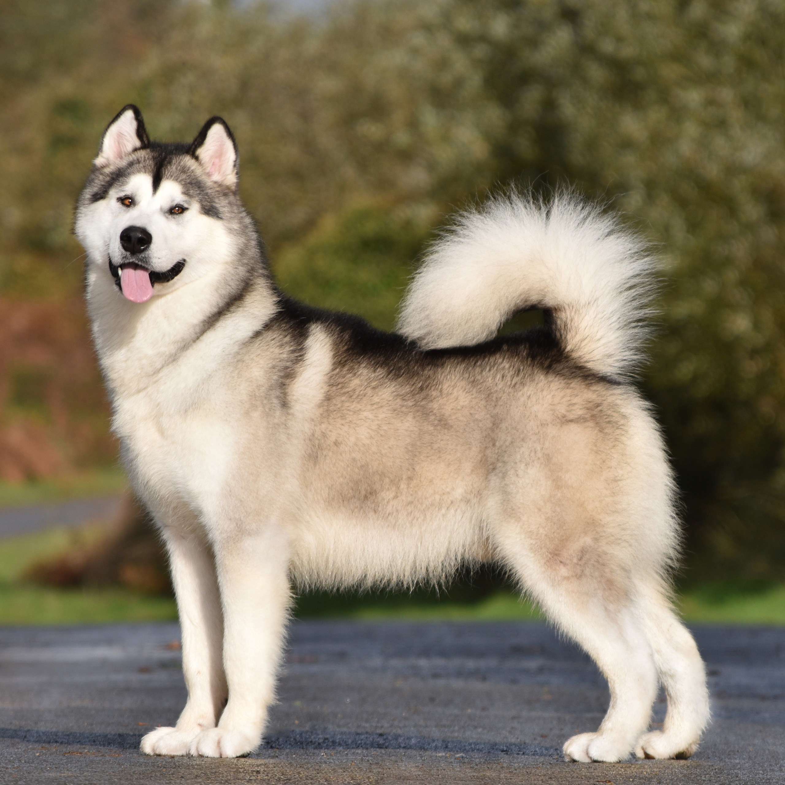 AVENTURAS EN ALASKA A SPARK IN THE DARK