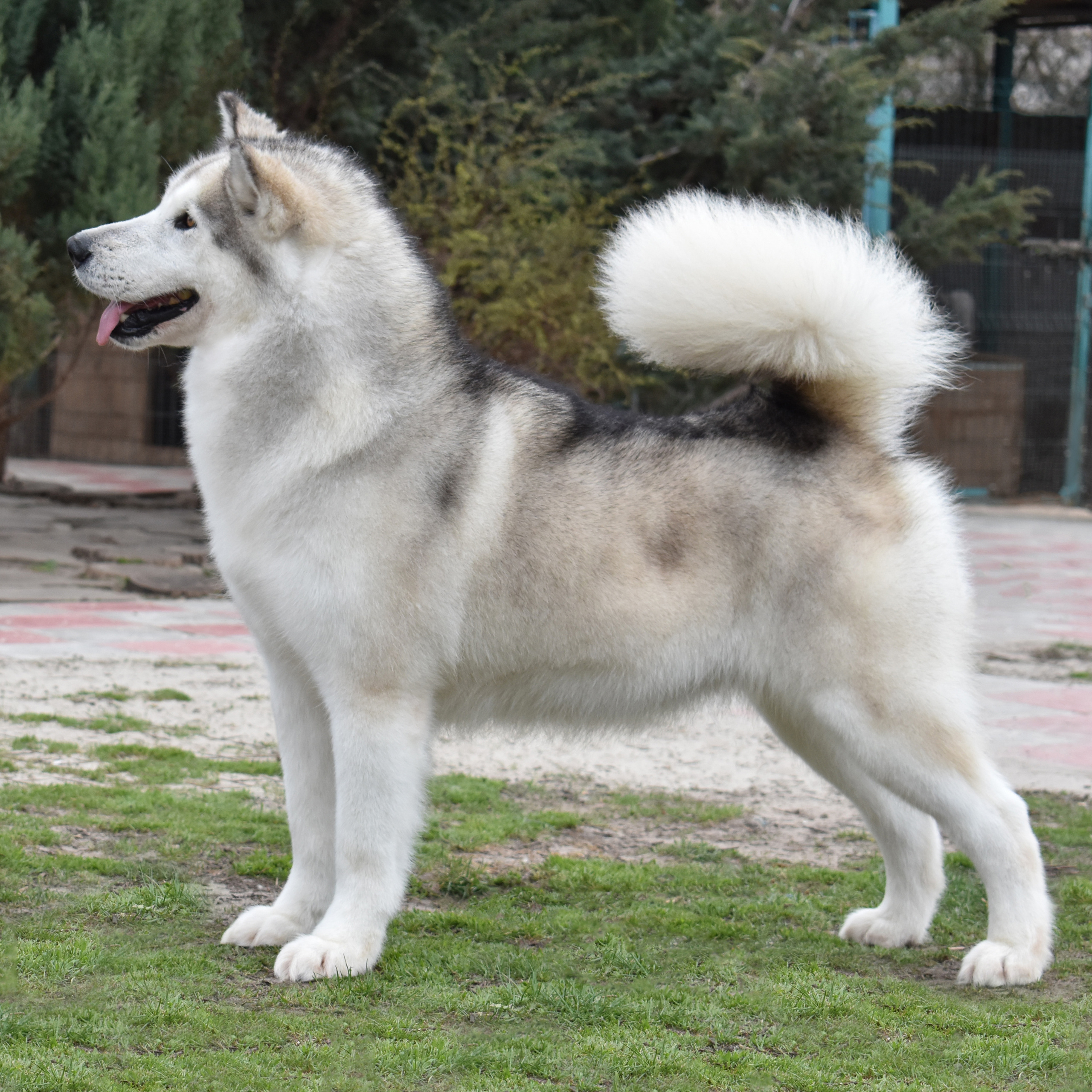 AVENTURAS EN ALASKA ACHA-ACHA