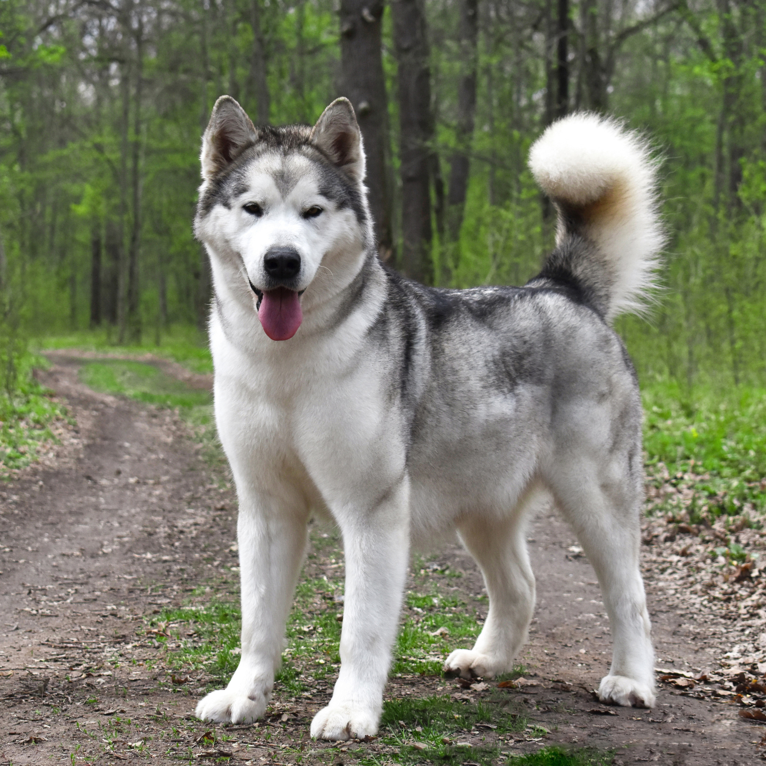 AVENTURAS EN ALASKA BURBERRY