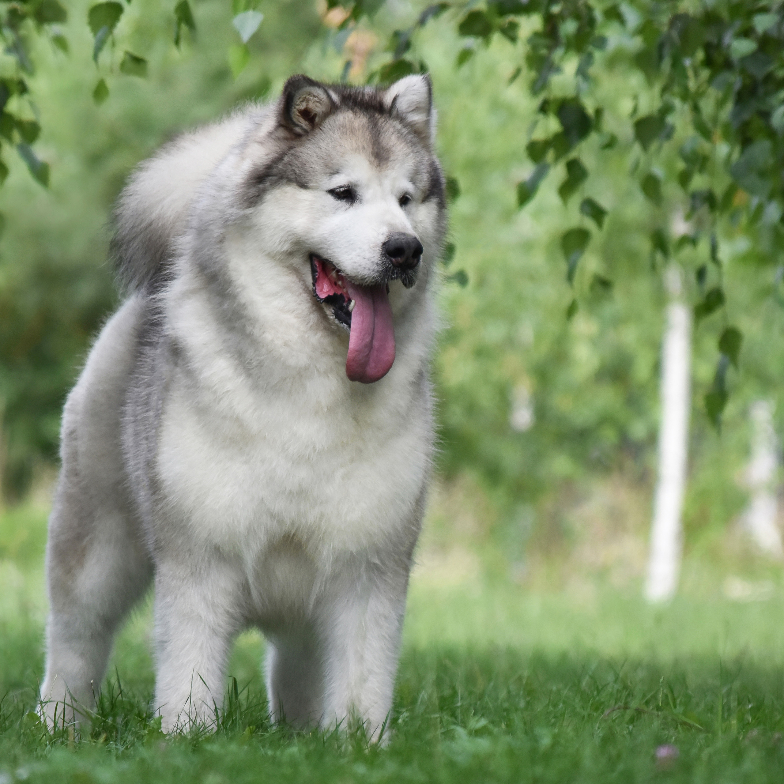 JAGA-JAGA VASILYEV OSTROV