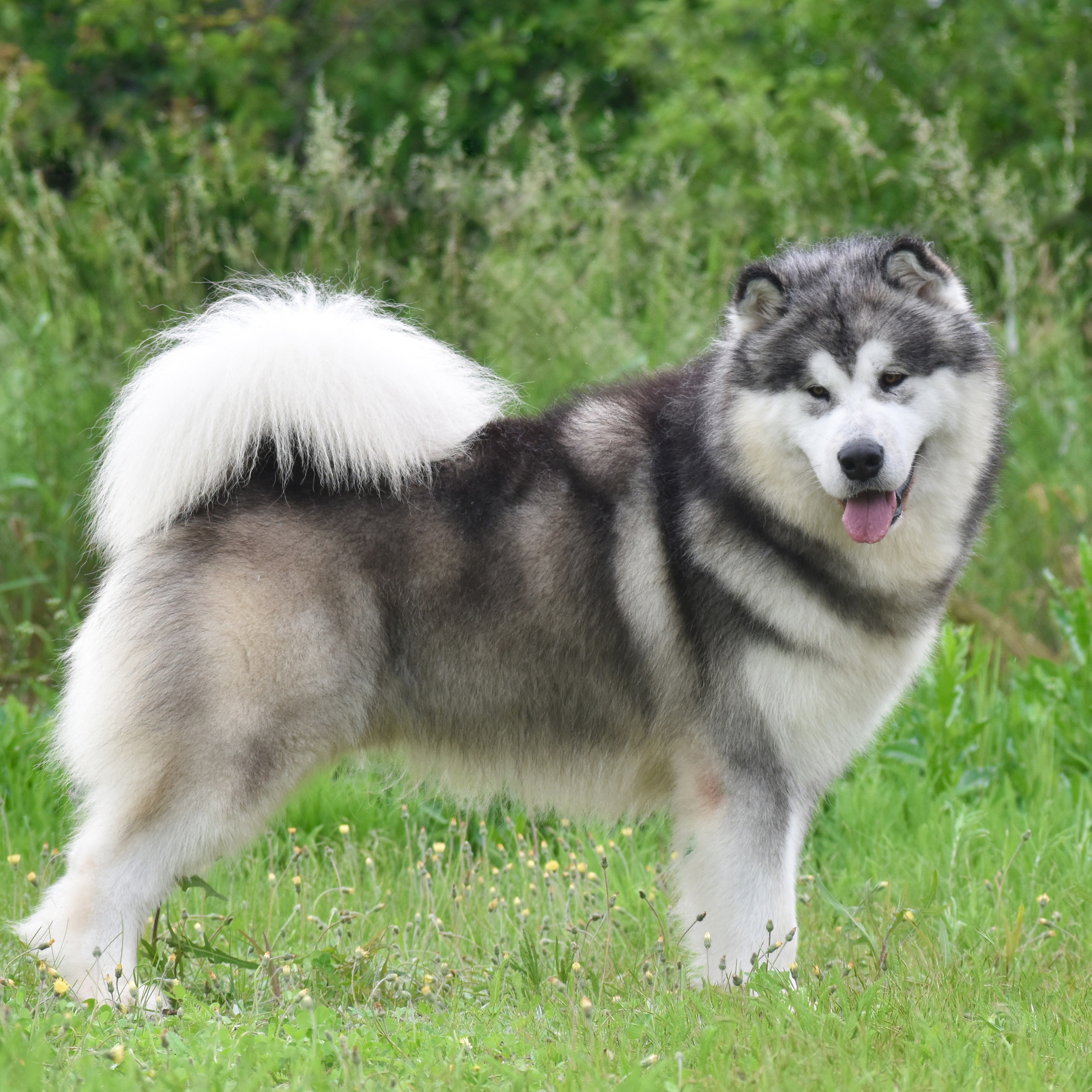 AVENTURAS EN ALASKA ICE STORM