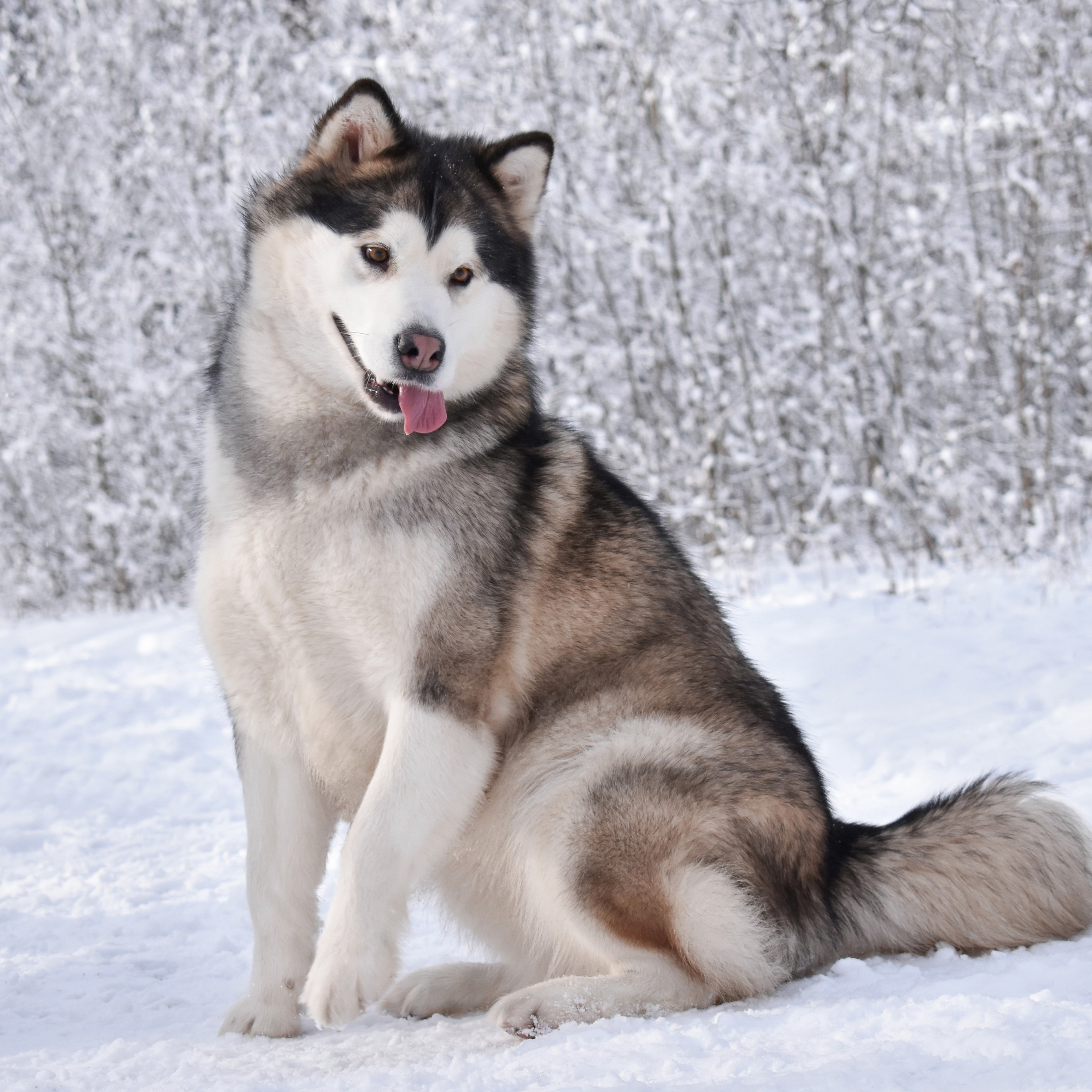 THE MAGICIAN BLOMBERG