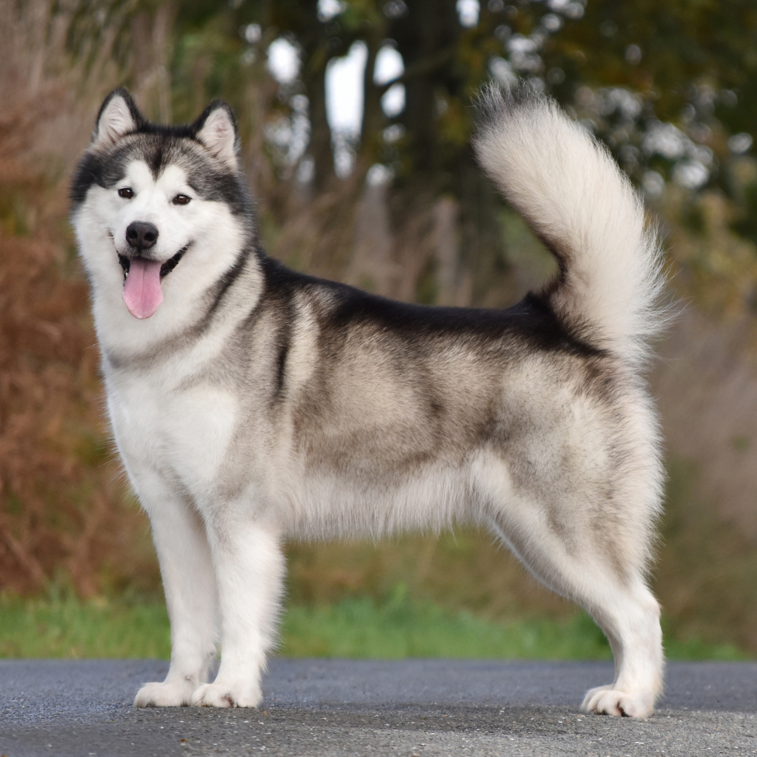 AVENTRAS EN ALASKA MON AMOUR