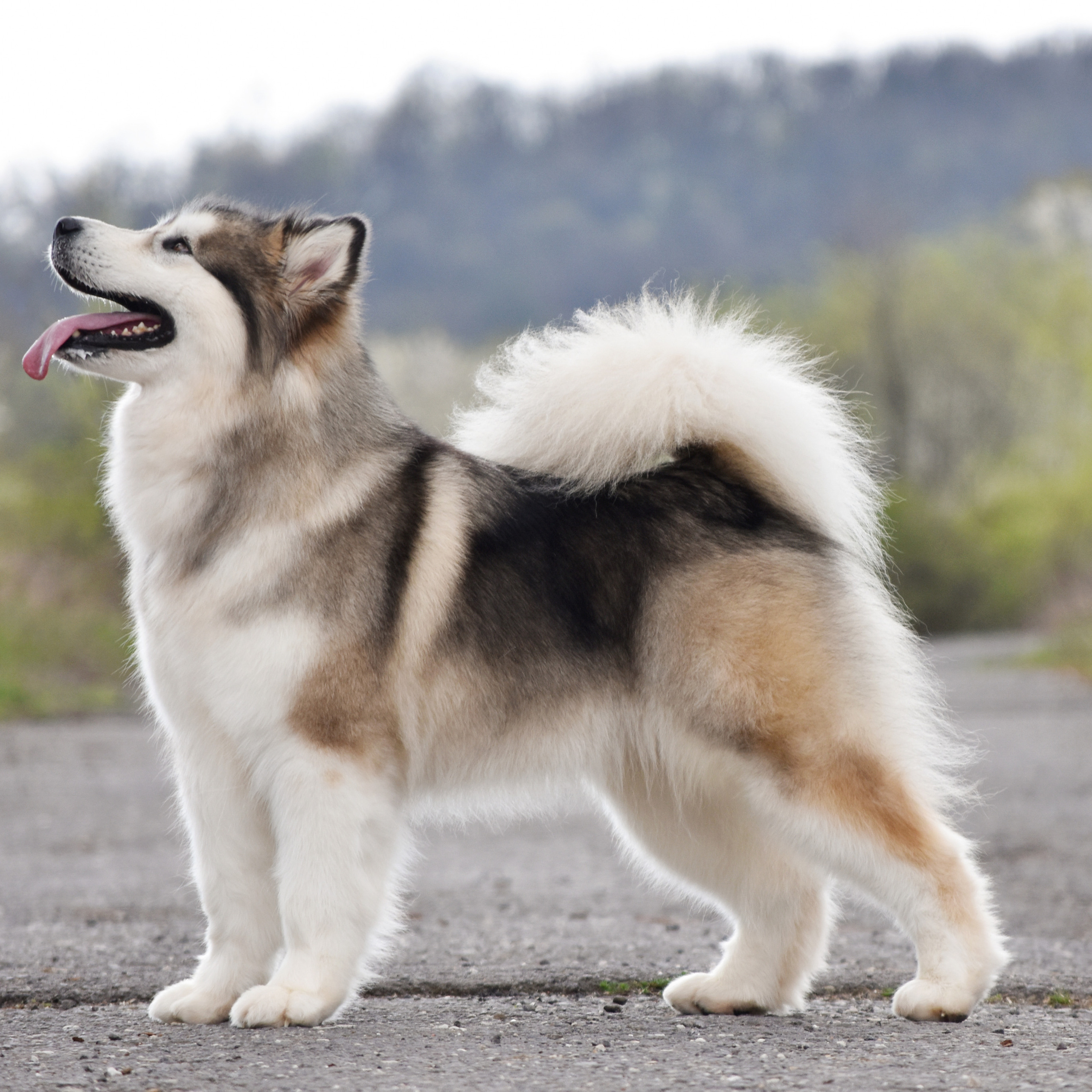 AVENTURAS EN ALASKA PLUSHA