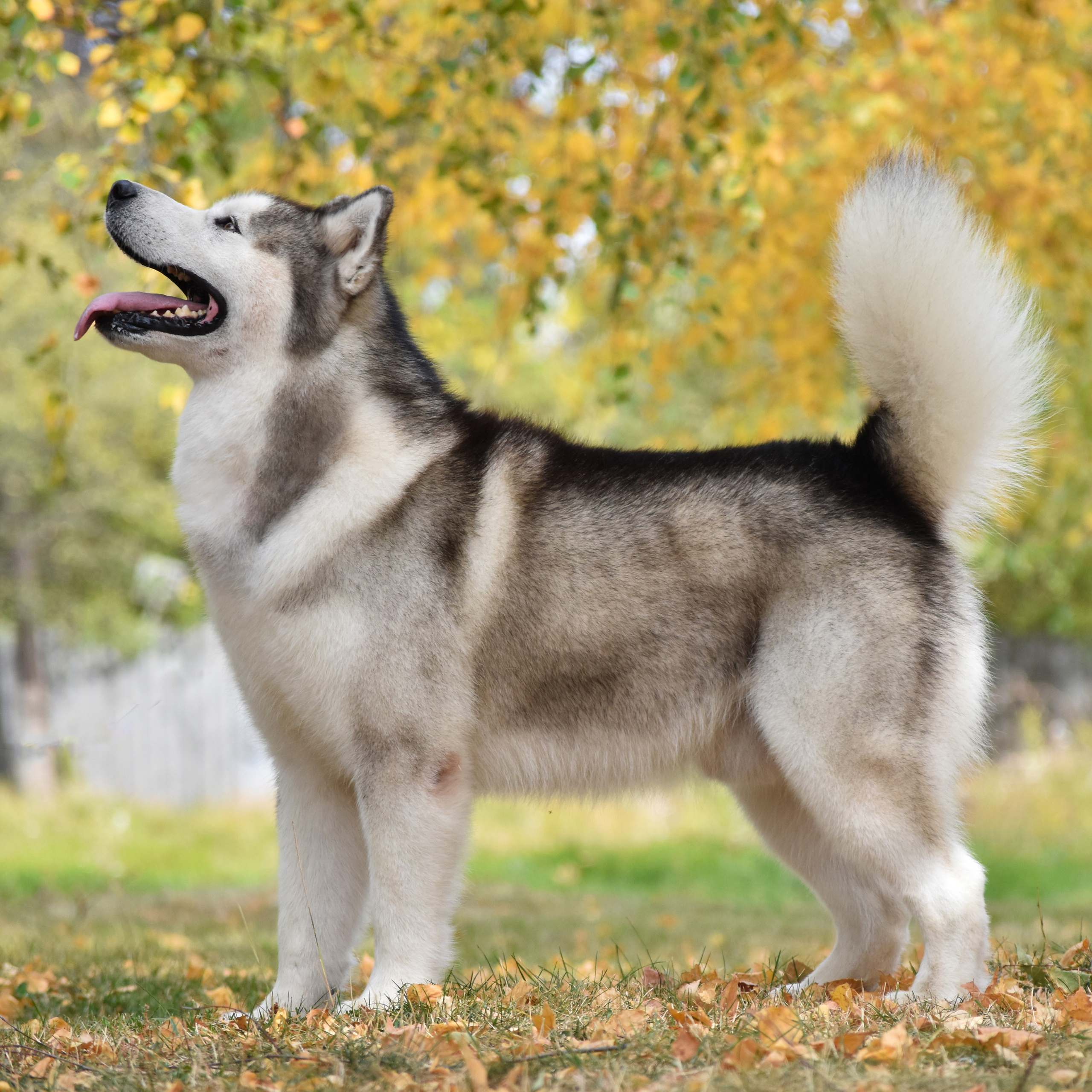 LIGHTMAN`S BEST VASILYEV OSTROV