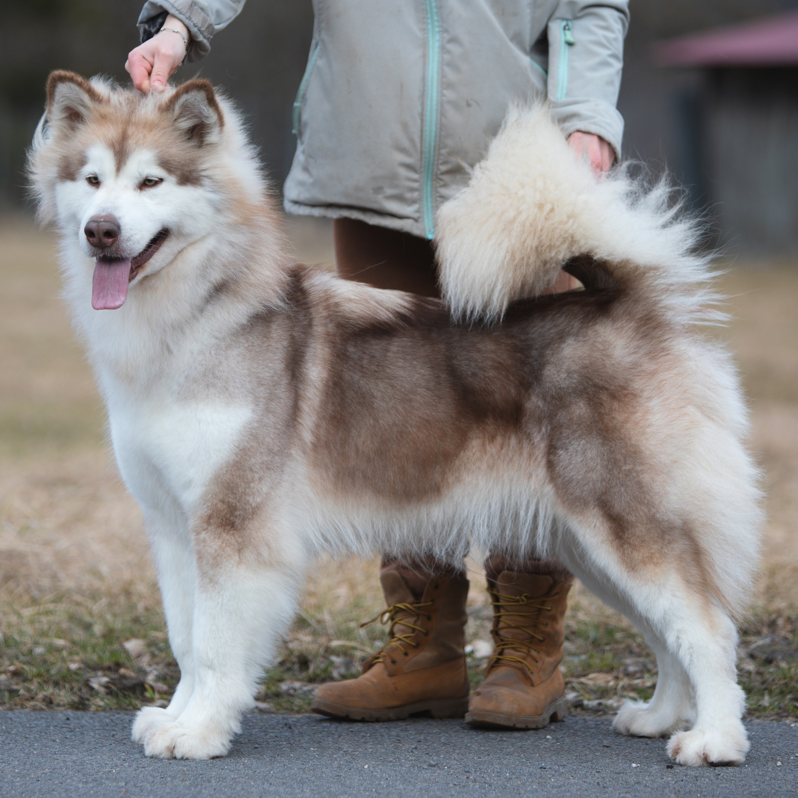 AURORA Z BRUCH DREAM