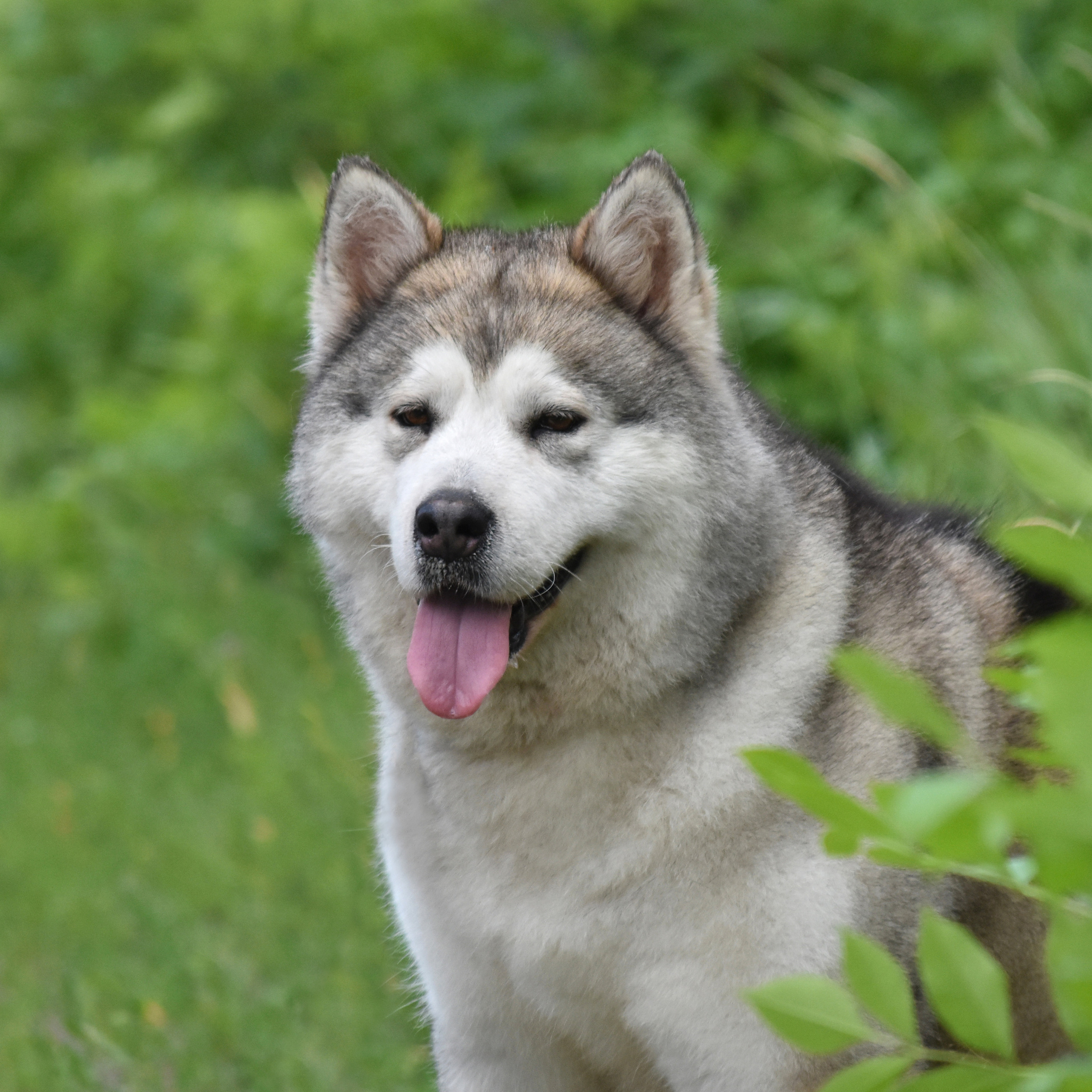 AVENTURAS EN ALASKA GLAMOUR