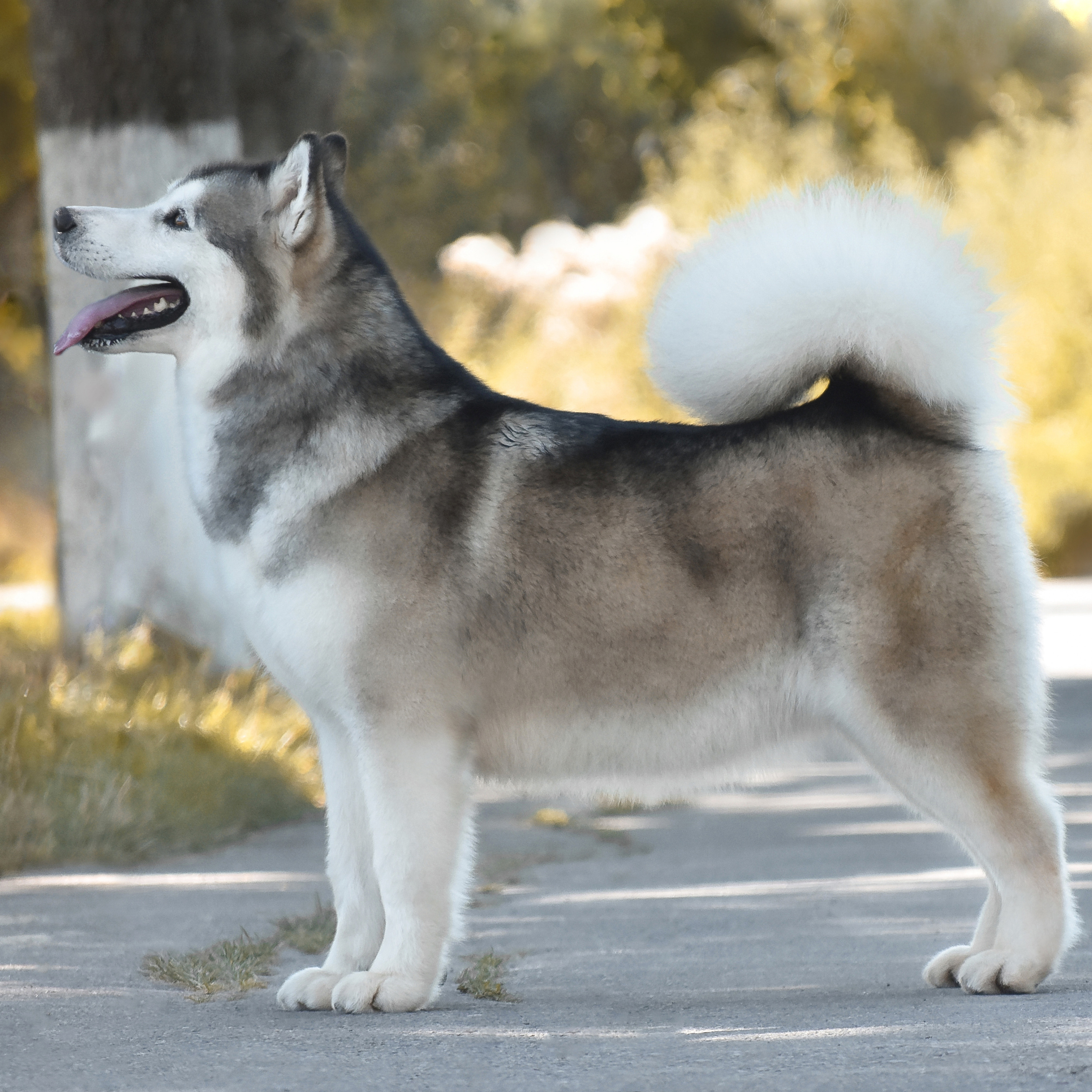 KIMBERLY BEAUTY VASILYEV OSTROV