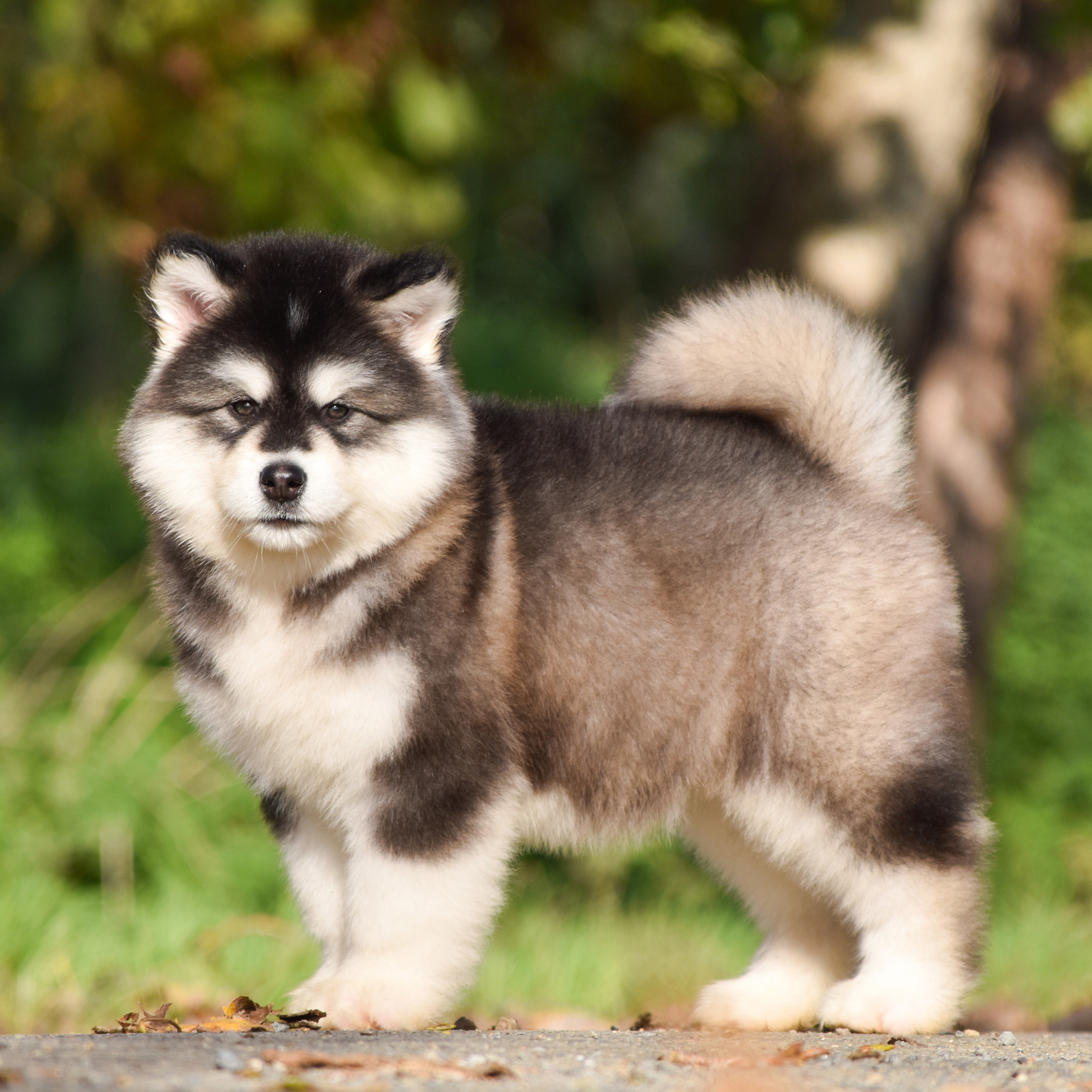 AVENTURAS EN ALASKA FAITH