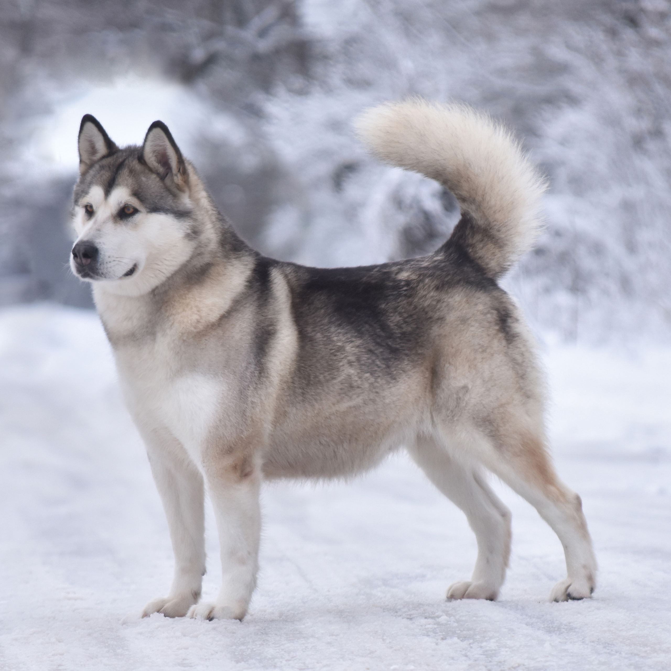 ESENIYA OT FILIPPOVOY