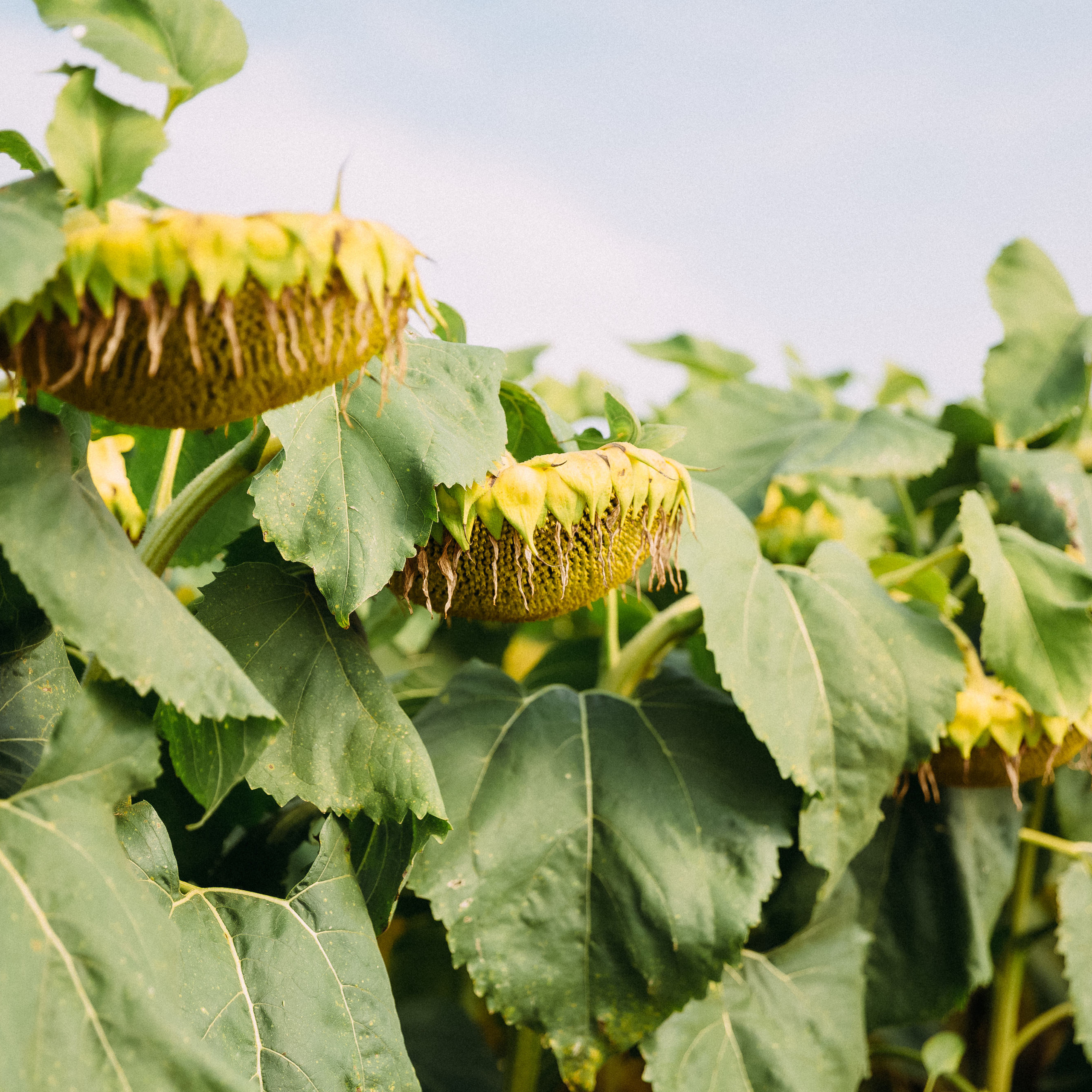 Lidea. Весільний та Репортажний фотограф Іванченко Максим. Дніпро, Україна