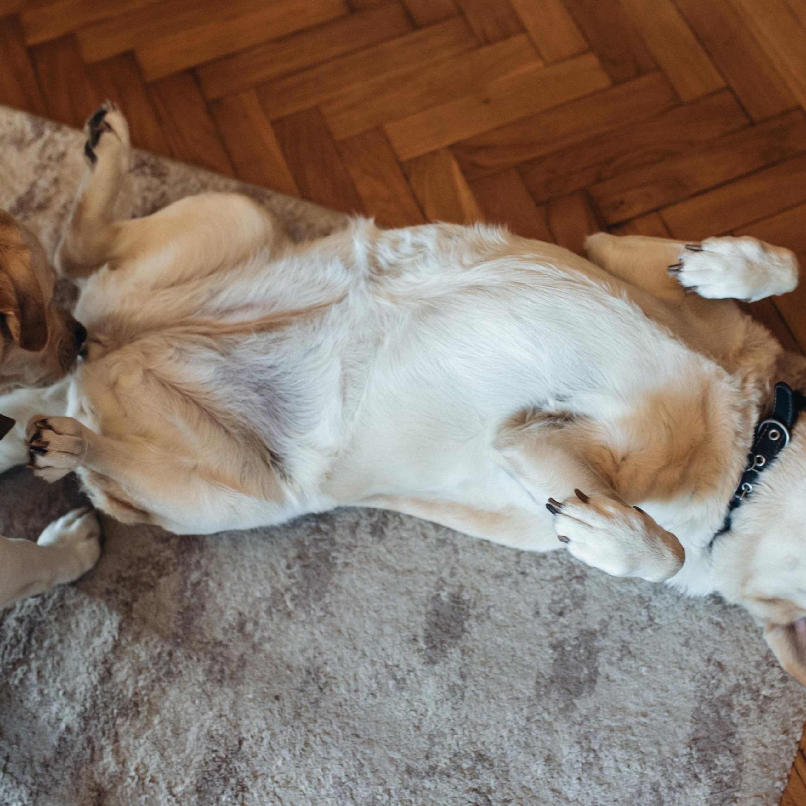 Відгуки. Весільний фотограф Цимбалюк Микола Луцьк