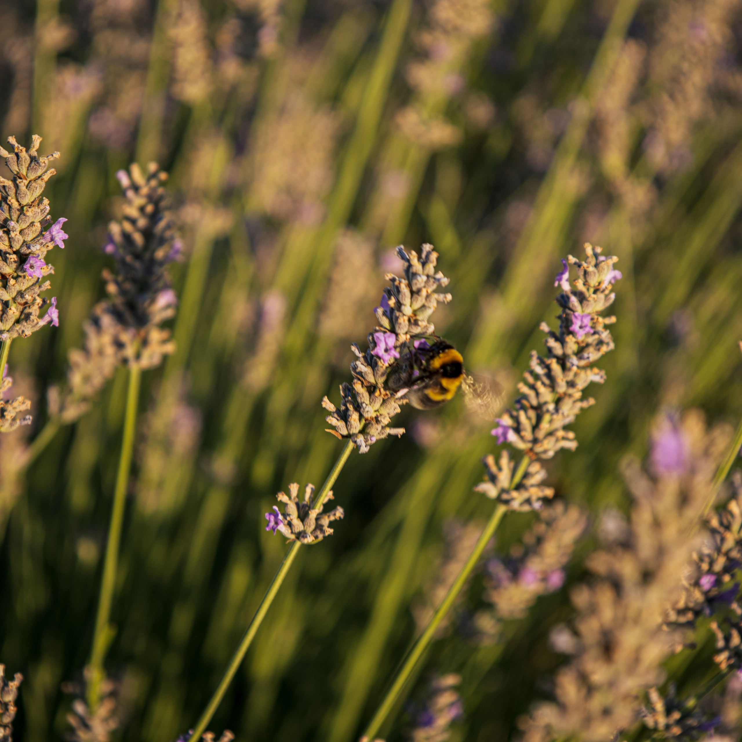 Відгук/Feedback. Photographer in Barcelona