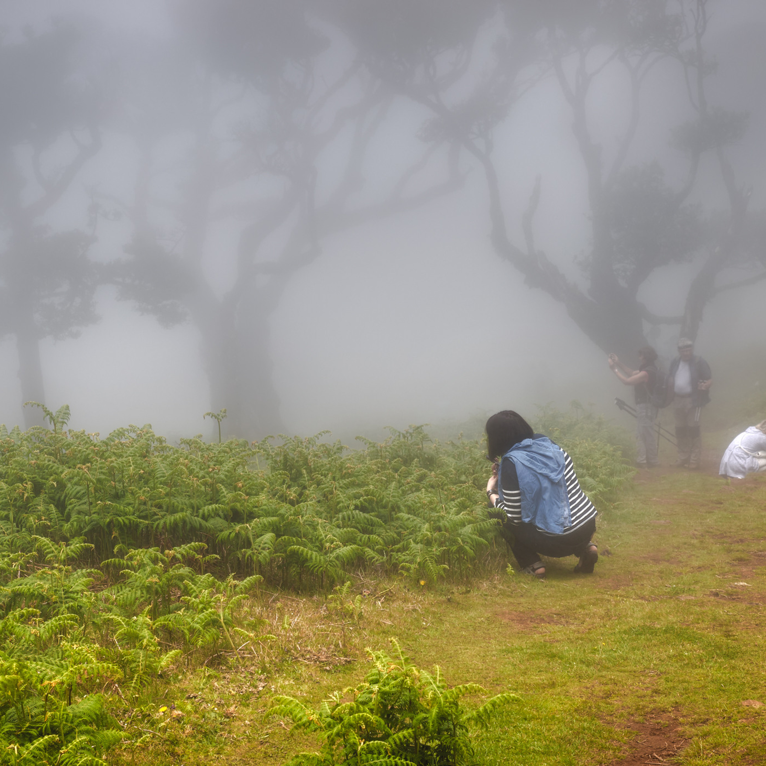 Laurel forest in the fog, Madeira
