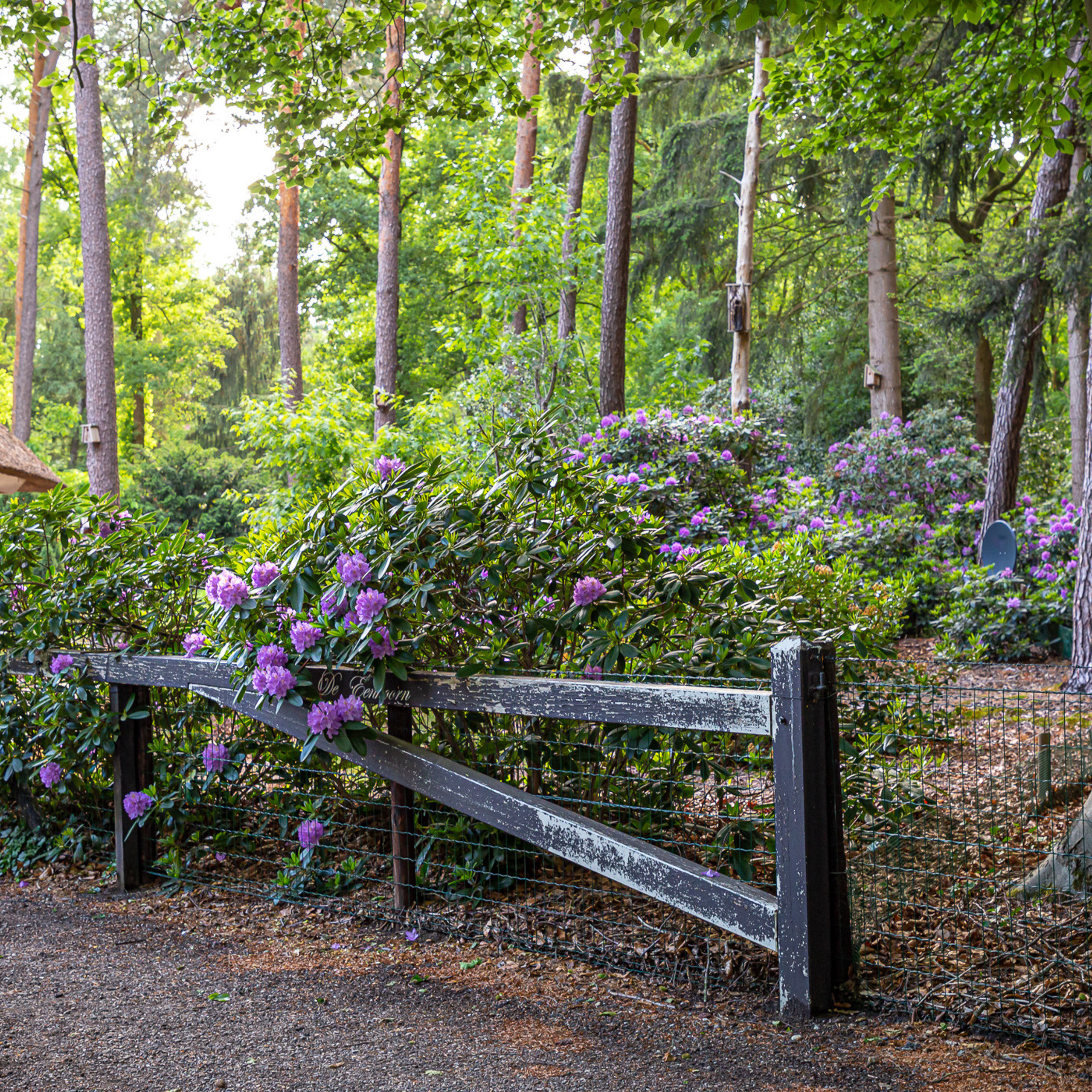 Rhododendron time, Holten