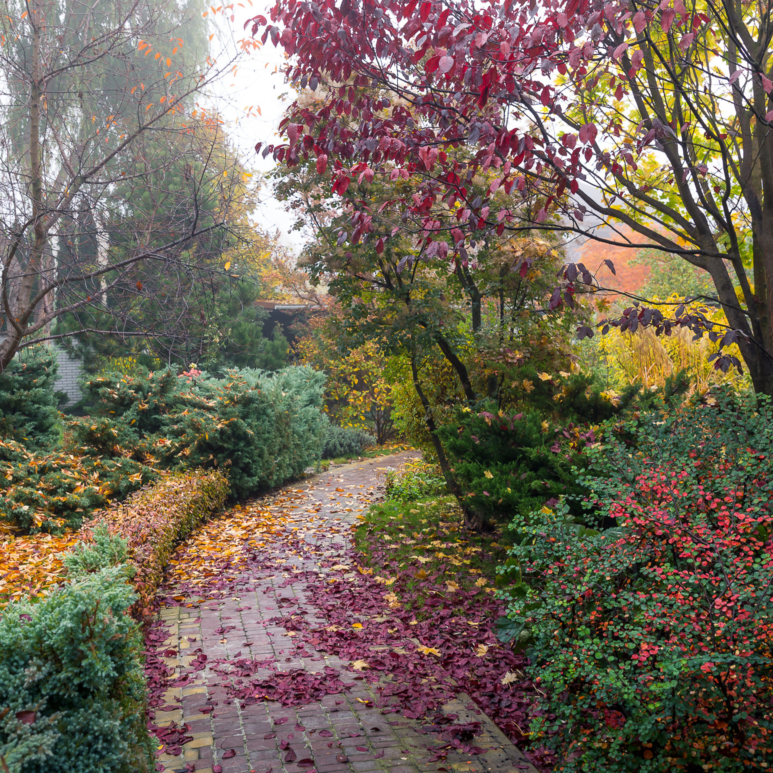 Autumn garden in the fog, Kiev