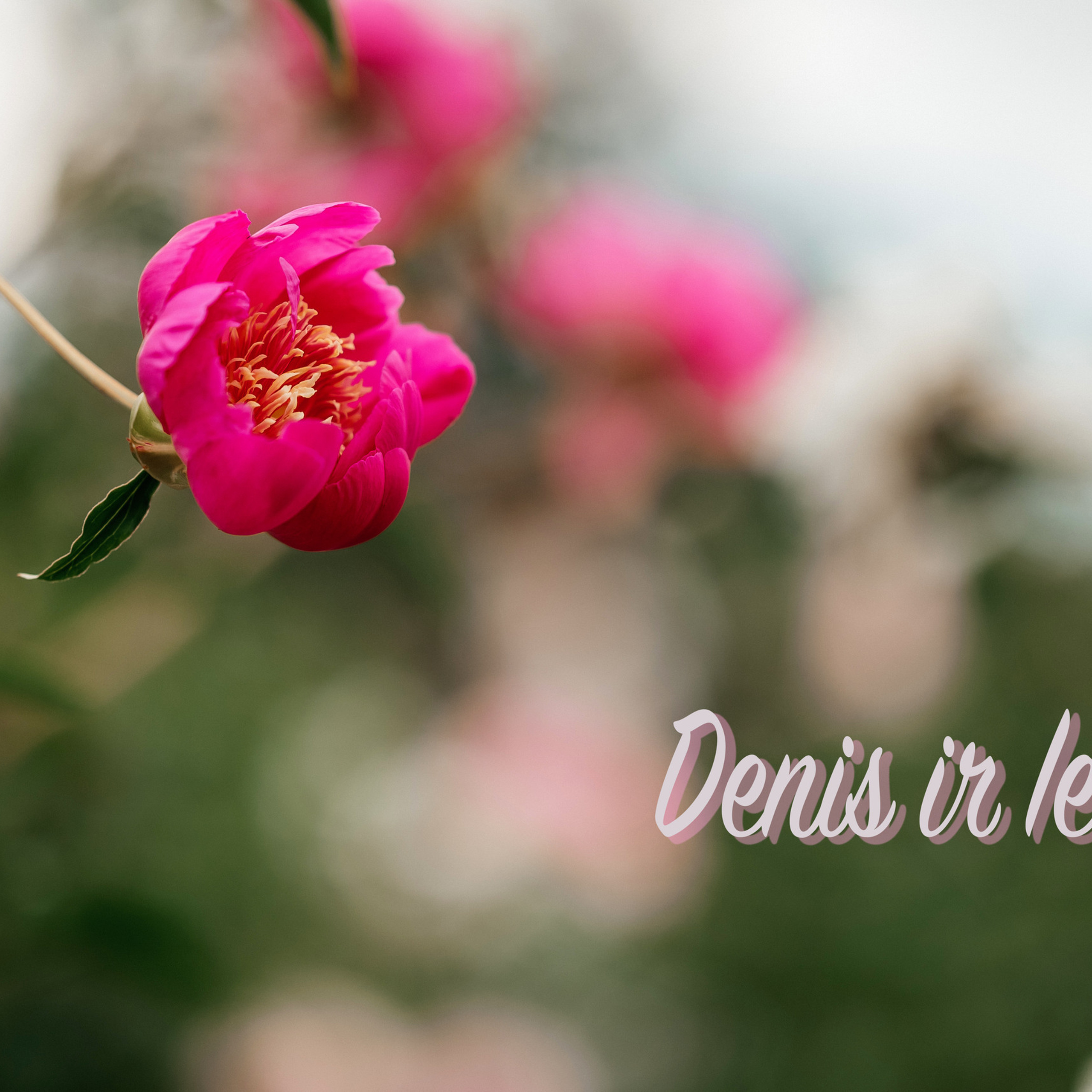 Отзывы. Vestuvių nuotraukos ir video Lietuvoje