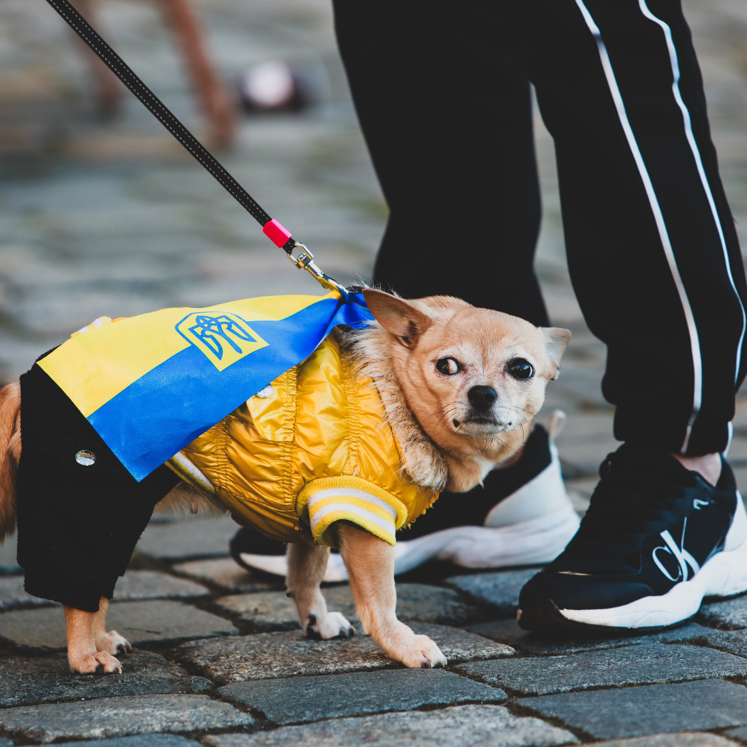 Друга річниця незламності. Дрезден. Наталя Твердохліб - дитячий та сімейний фотограф в Дрездені, Німеччина