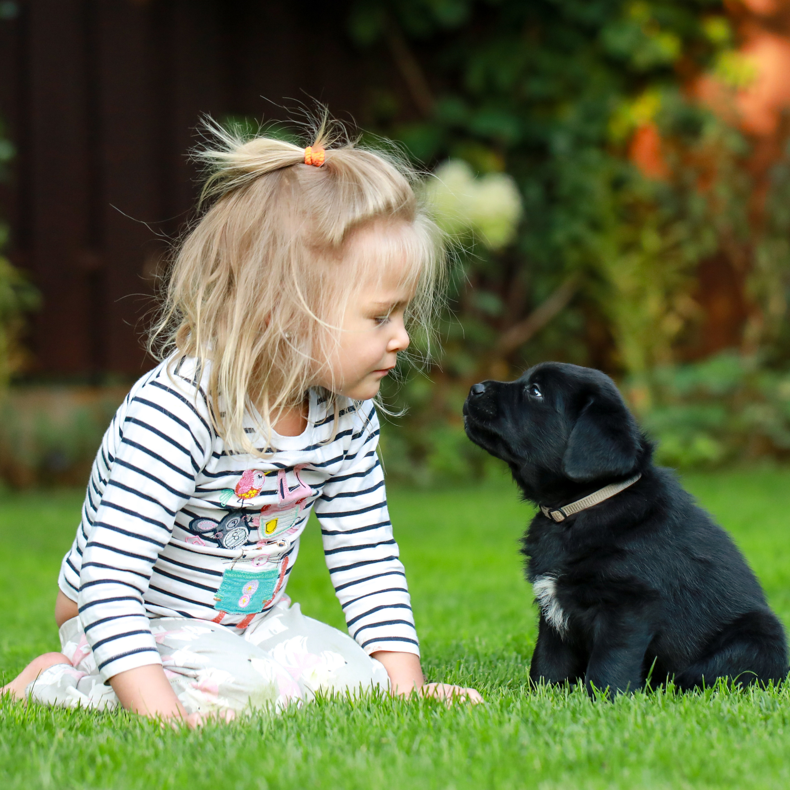 Цуценята. Наталя Твердохліб - дитячий та сімейний фотограф в Дрездені, Німеччина