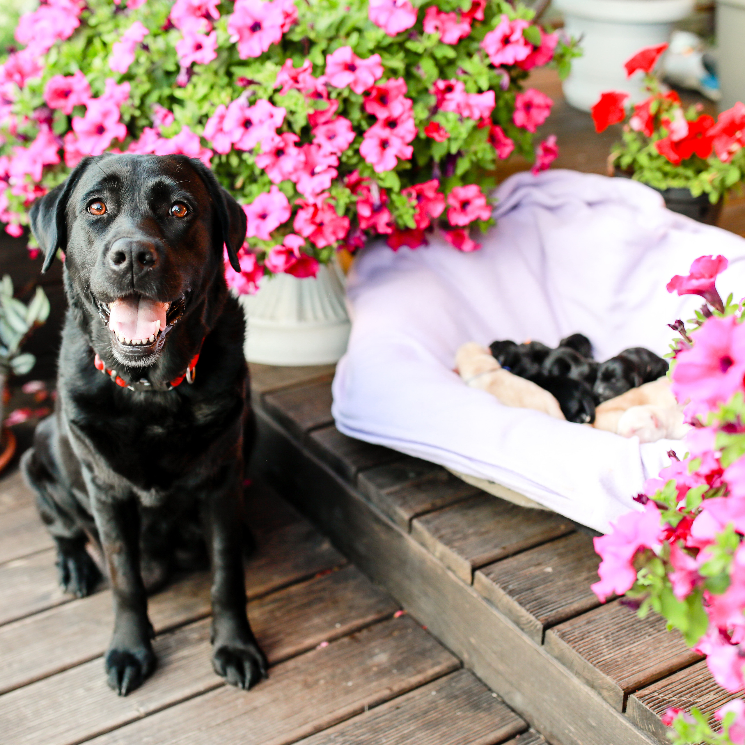 Цуценята. Наталя Твердохліб - дитячий та сімейний фотограф в Дрездені, Німеччина