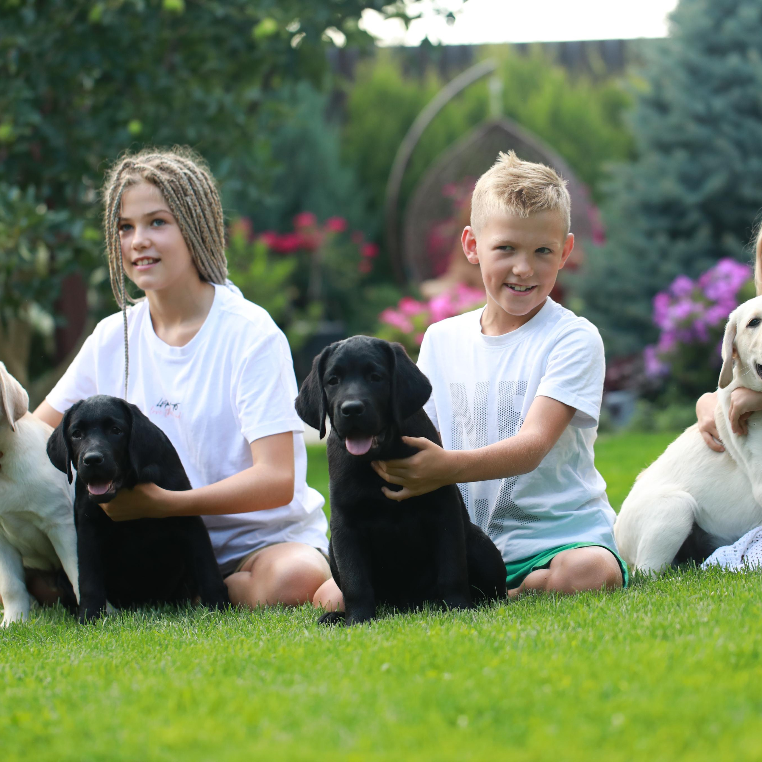 Маленькі лабрадорчики. Наталя Твердохліб - дитячий та сімейний фотограф в Дрездені, Німеччина