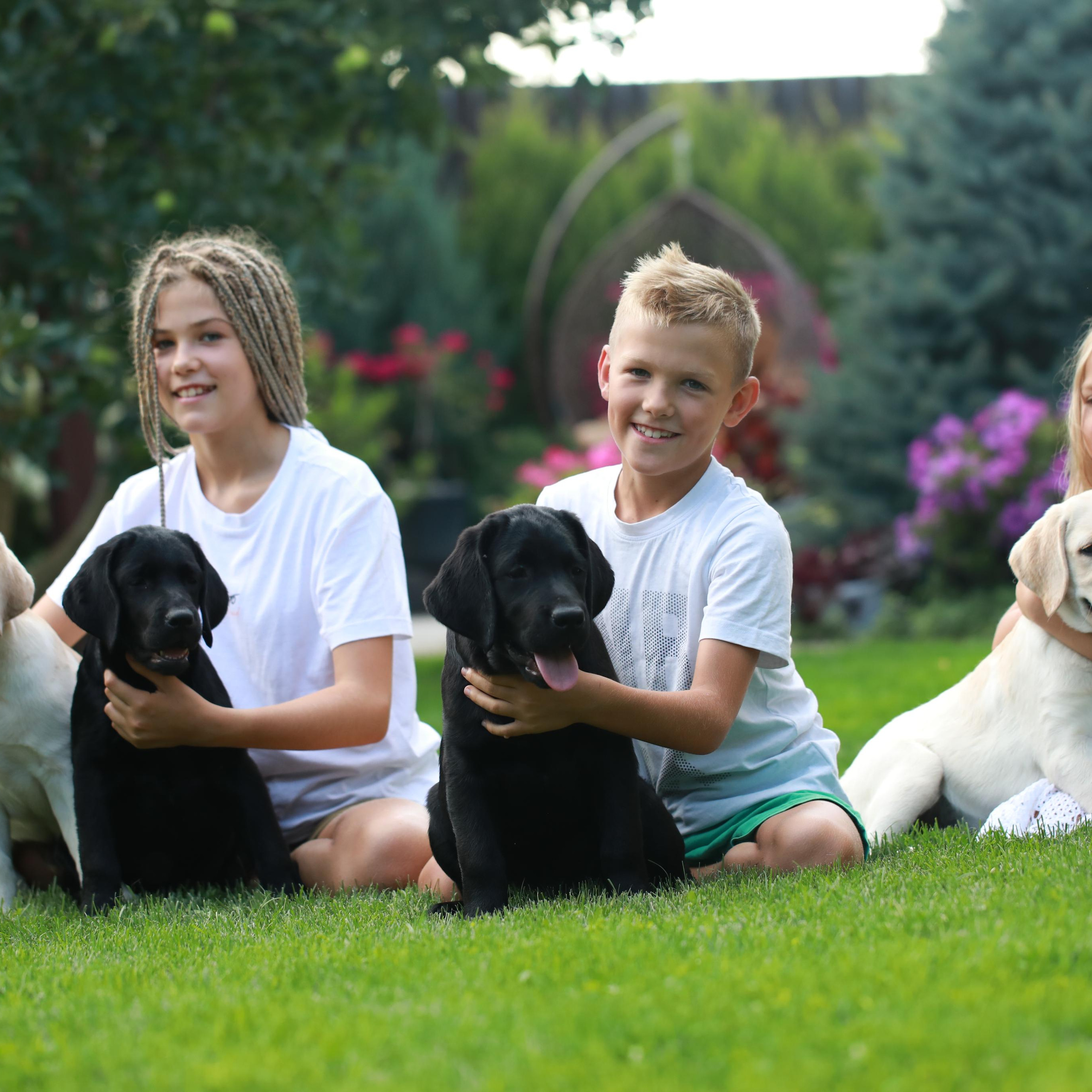Маленькі лабрадорчики. Наталя Твердохліб - дитячий та сімейний фотограф в Дрездені, Німеччина