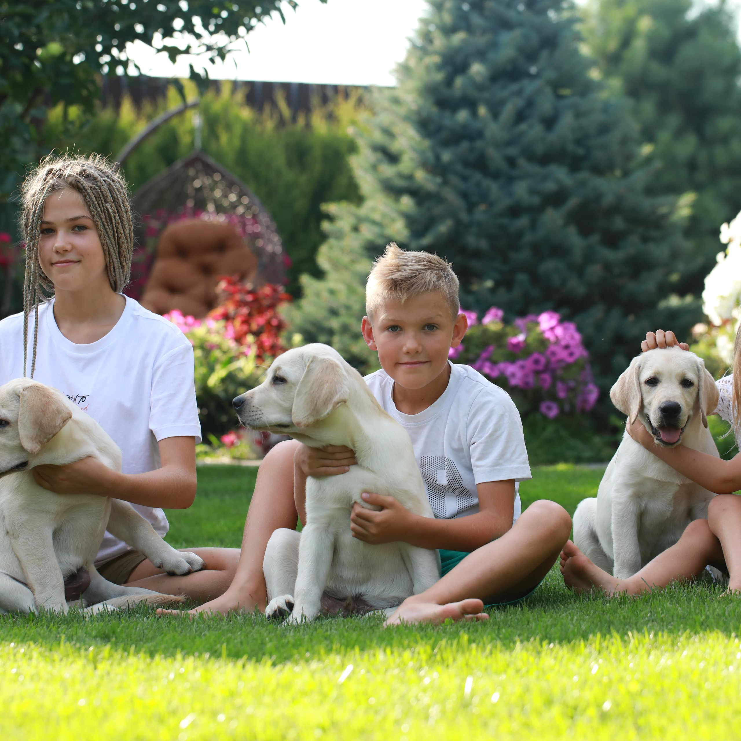 Маленькі лабрадорчики. Наталя Твердохліб - дитячий та сімейний фотограф в Дрездені, Німеччина