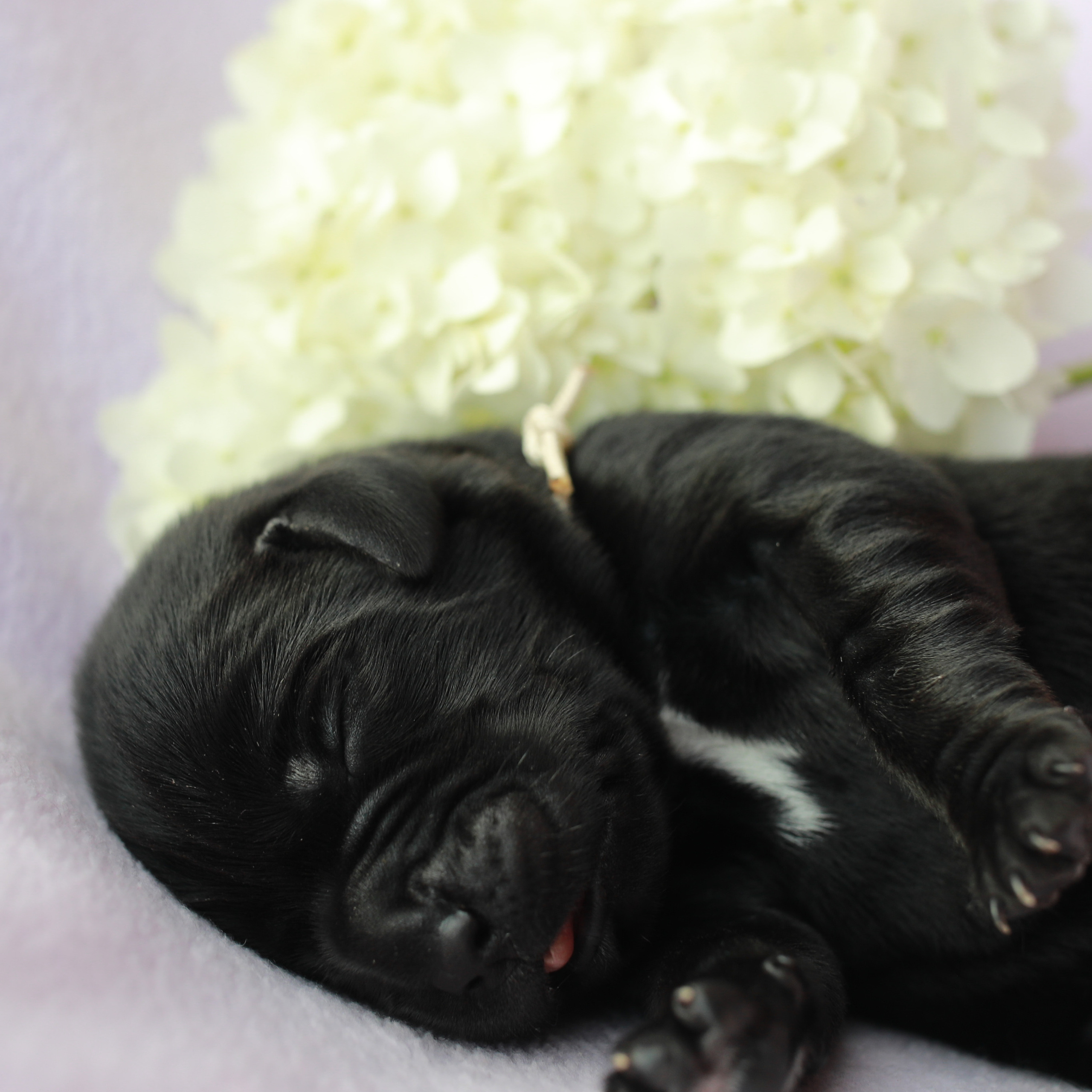 Цуценята. Наталя Твердохліб - дитячий та сімейний фотограф в Дрездені, Німеччина