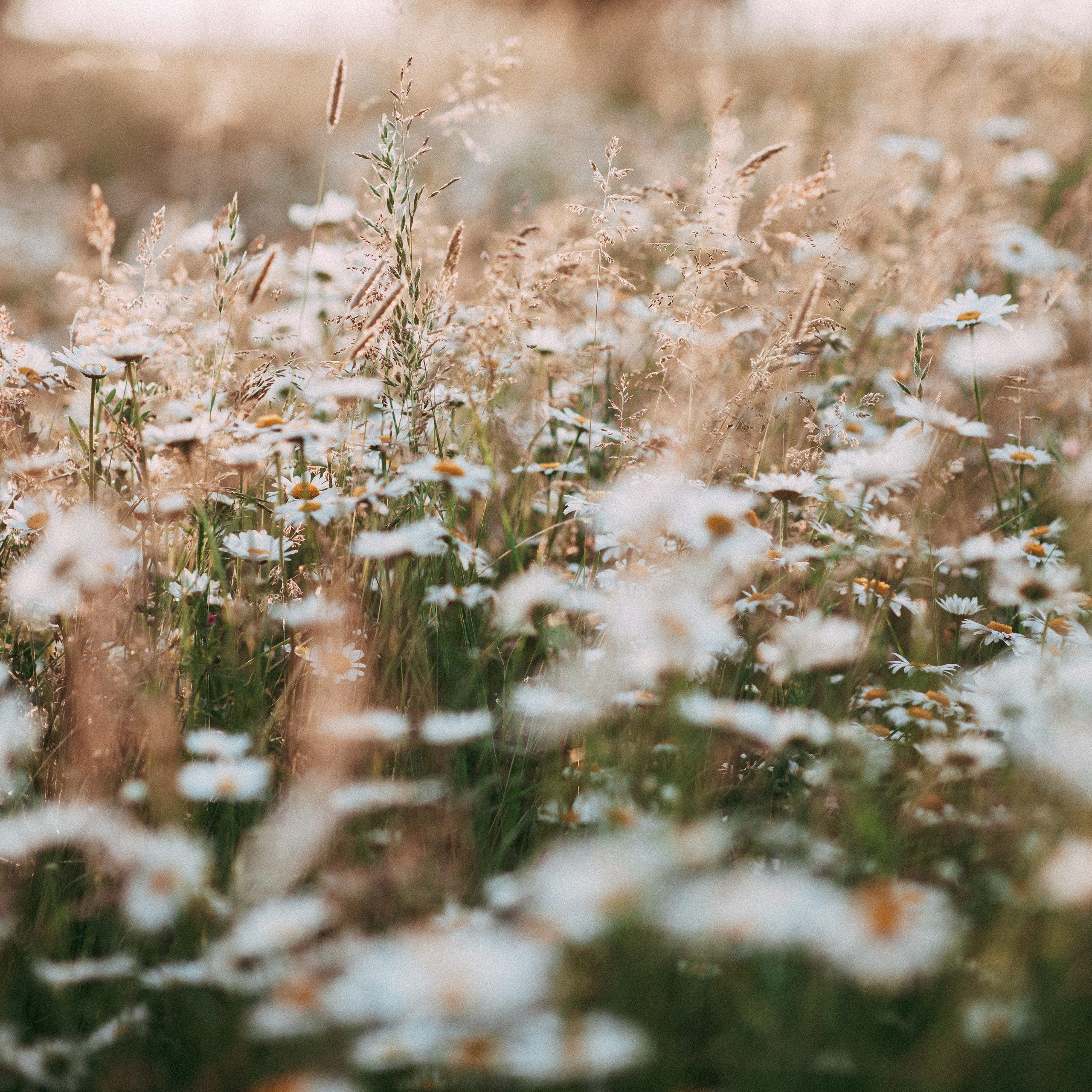Ромашки. Наталя Твердохліб - дитячий та сімейний фотограф в Дрездені, Німеччина
