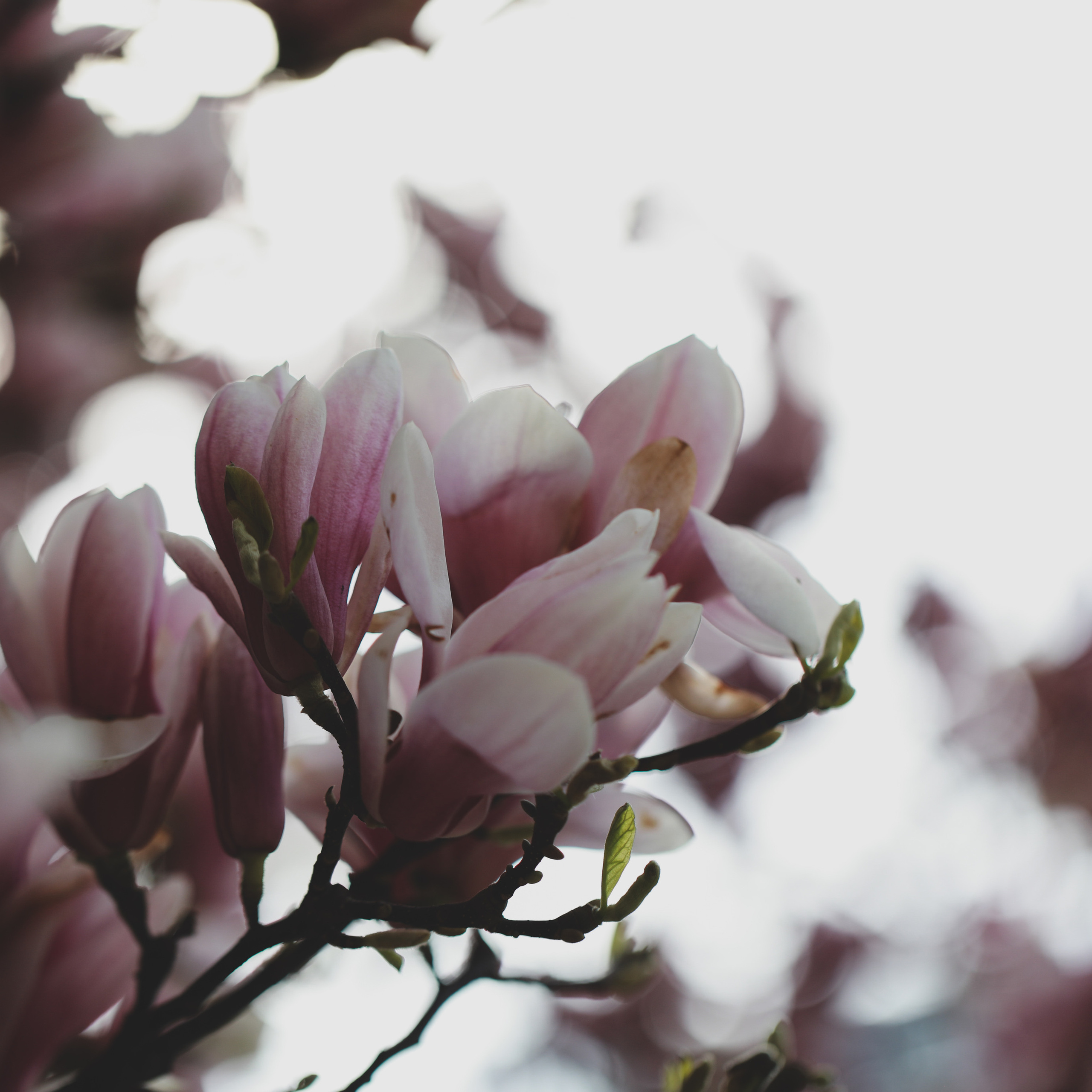 Весна у королівському палаці. Наталя Твердохліб - дитячий та сімейний фотограф в Дрездені, Німеччина