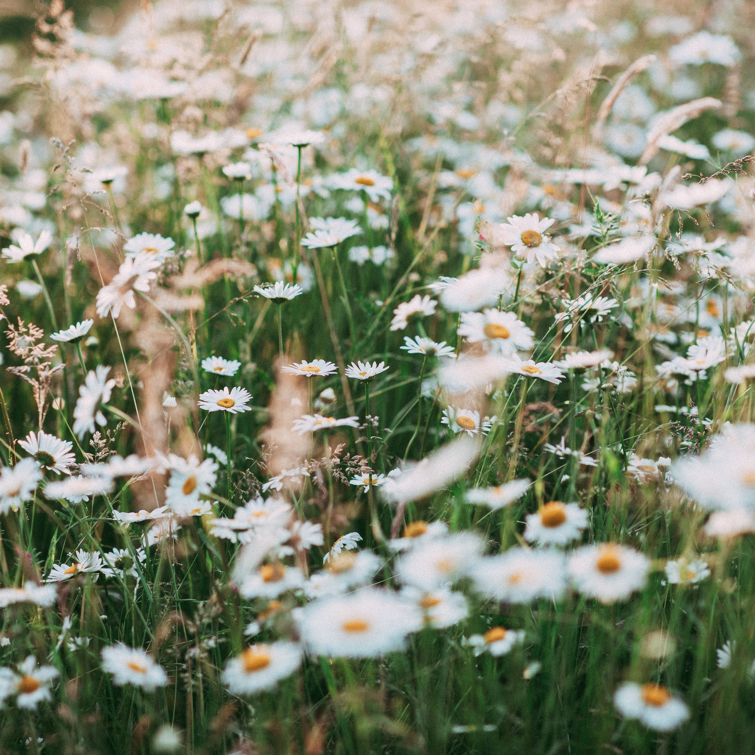 Ромашки. Наталя Твердохліб - дитячий та сімейний фотограф в Дрездені, Німеччина