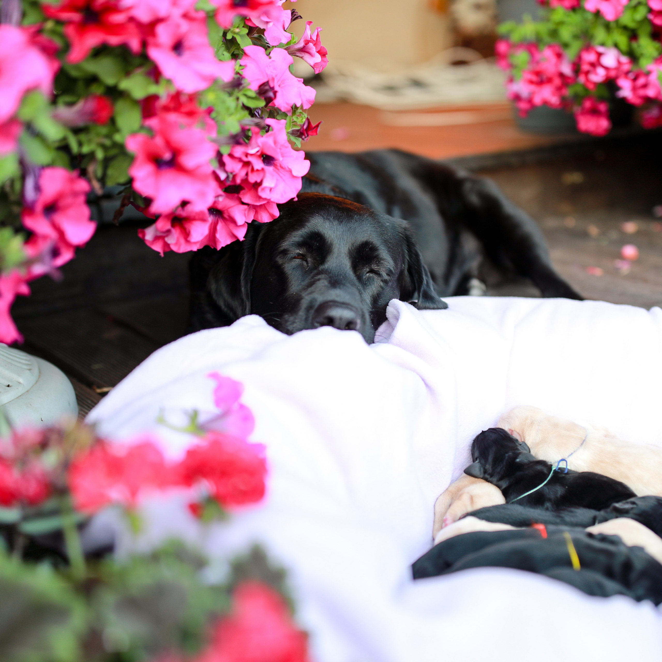 Цуценята. Наталя Твердохліб - дитячий та сімейний фотограф в Дрездені, Німеччина