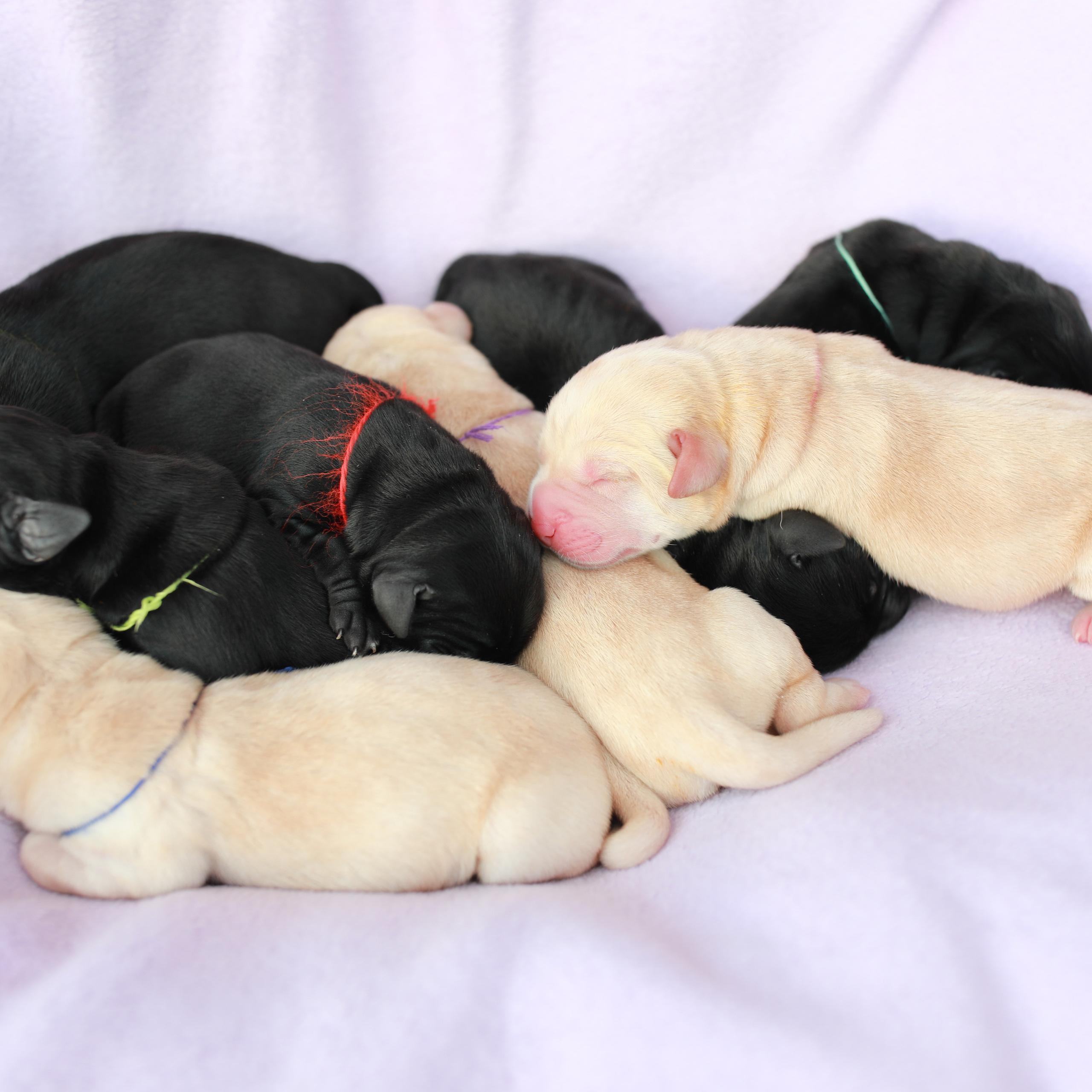 Цуценята. Наталя Твердохліб - дитячий та сімейний фотограф в Дрездені, Німеччина