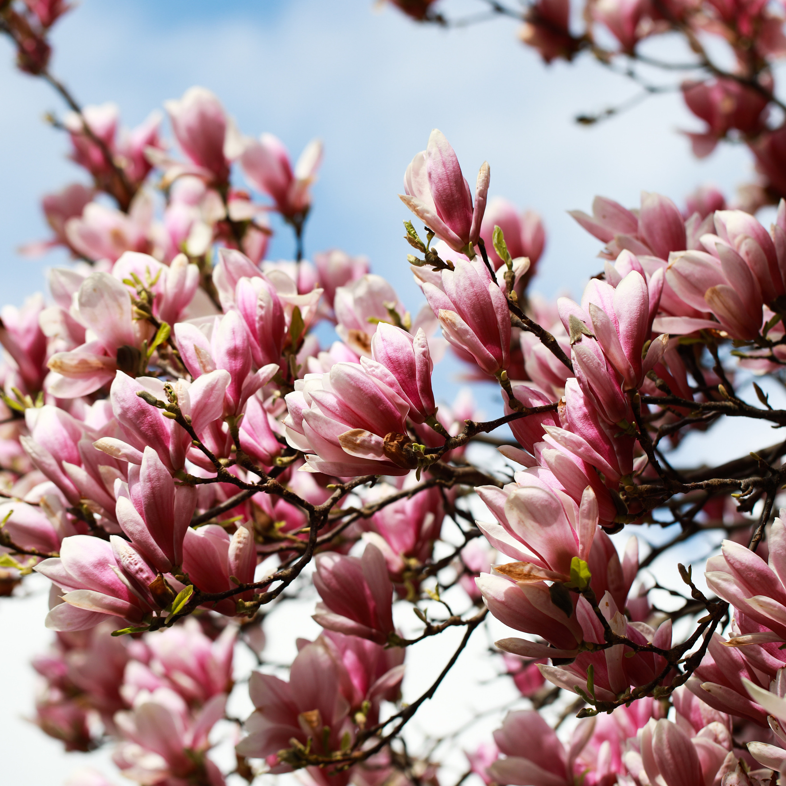 Весна у королівському палаці. Наталя Твердохліб - дитячий та сімейний фотограф в Дрездені, Німеччина