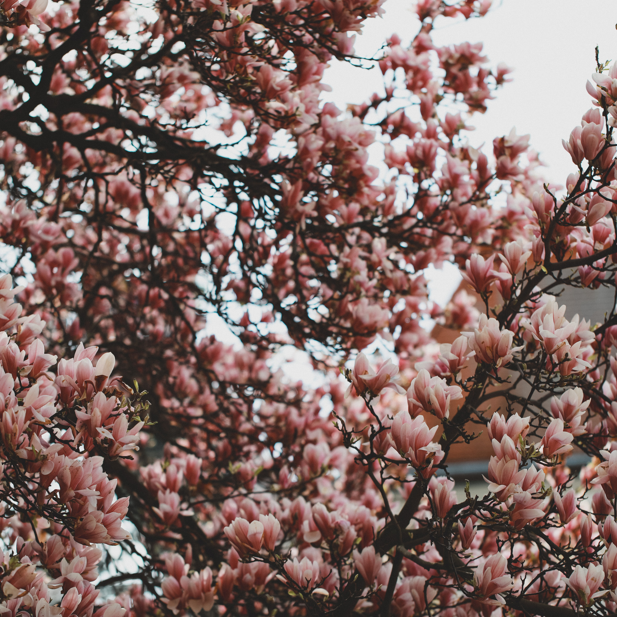 Весна у королівському палаці. Наталя Твердохліб - дитячий та сімейний фотограф в Дрездені, Німеччина